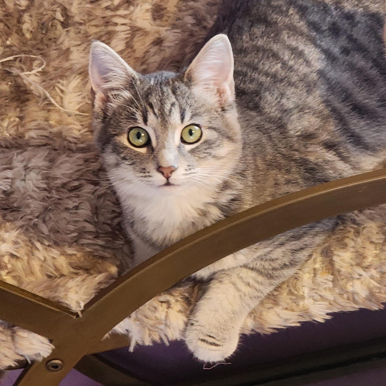 Pearl, a ADOPTABLE Tabby in Woodinville, WA image 3/3