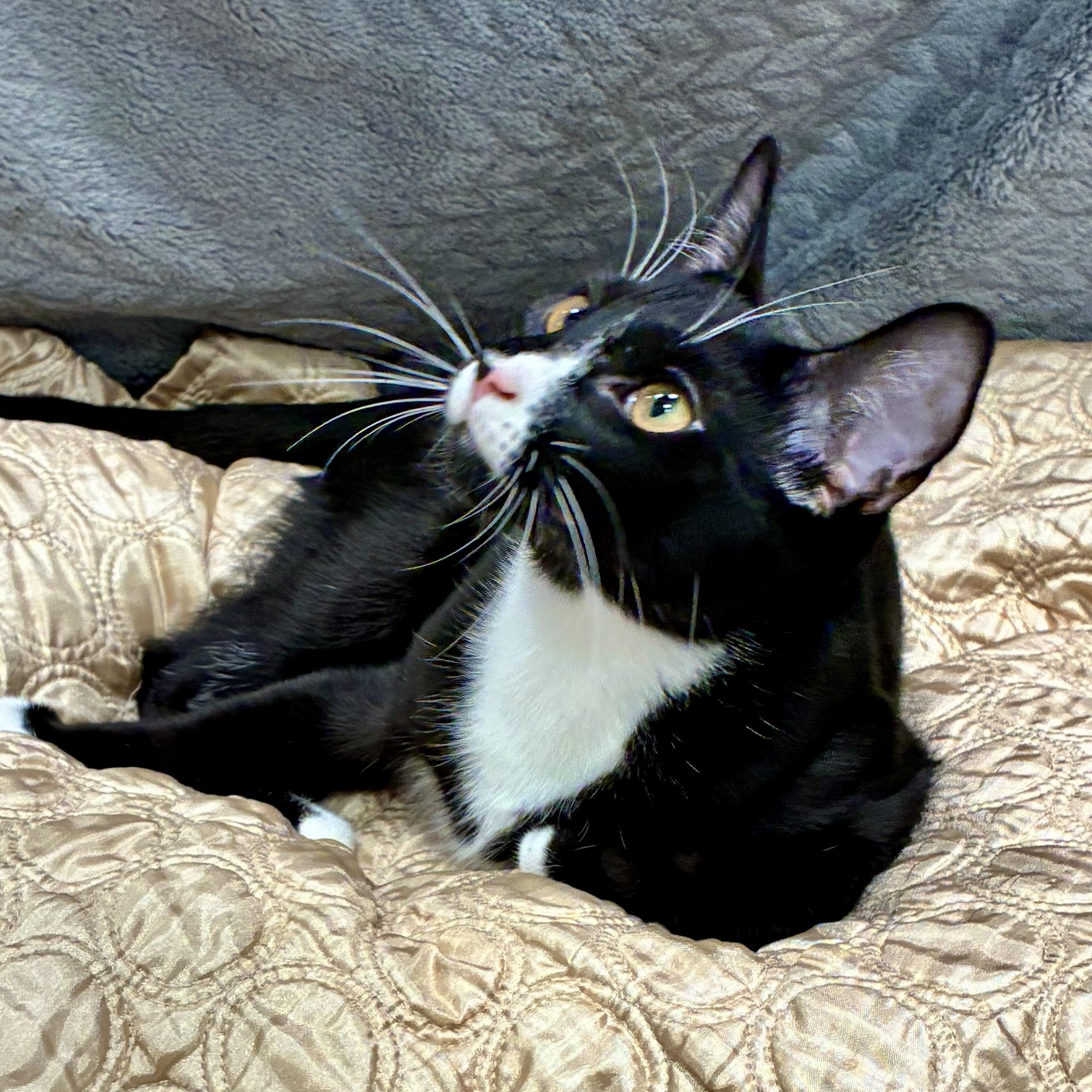 Enlarge Hopper, a ADOPTABLE Domestic Short Hair in Beaufort, SC image 1/6
