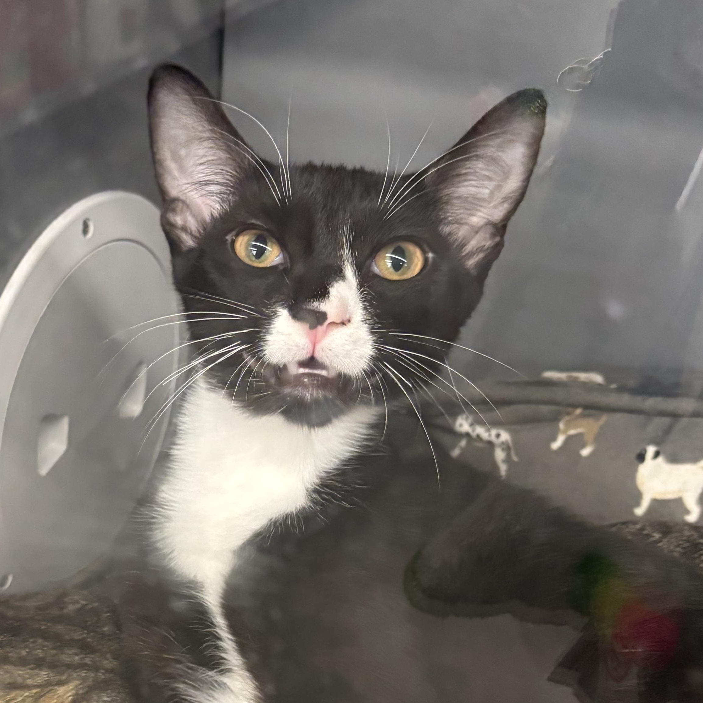 Hopper, a ADOPTABLE Domestic Short Hair in Beaufort, SC image 3/6