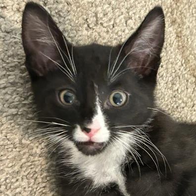 Hopper, ADOPTABLE, Kitten Male Domestic Short Hair.
