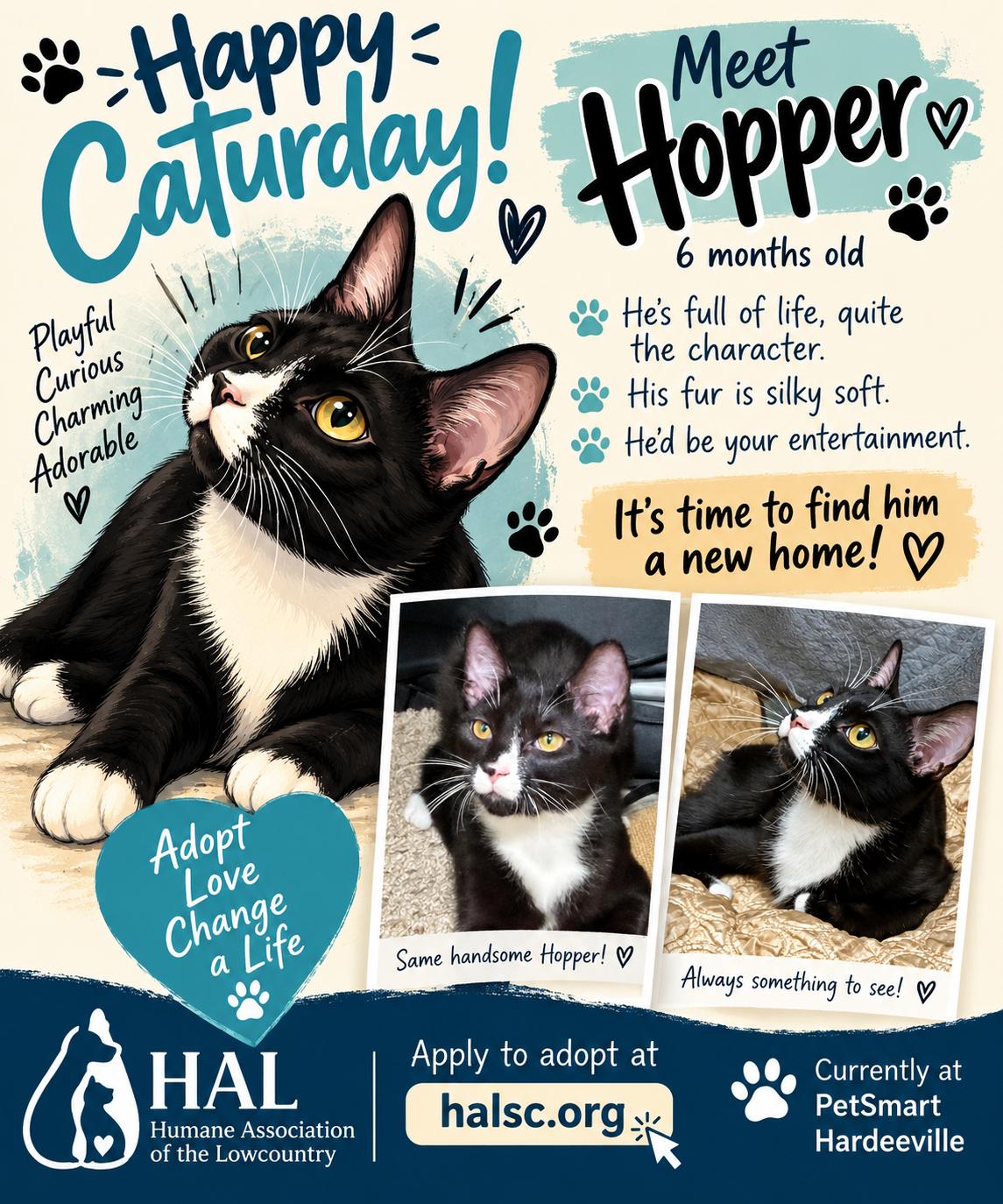 Enlarge Hopper, a ADOPTABLE Domestic Short Hair in Beaufort, SC image 1/6