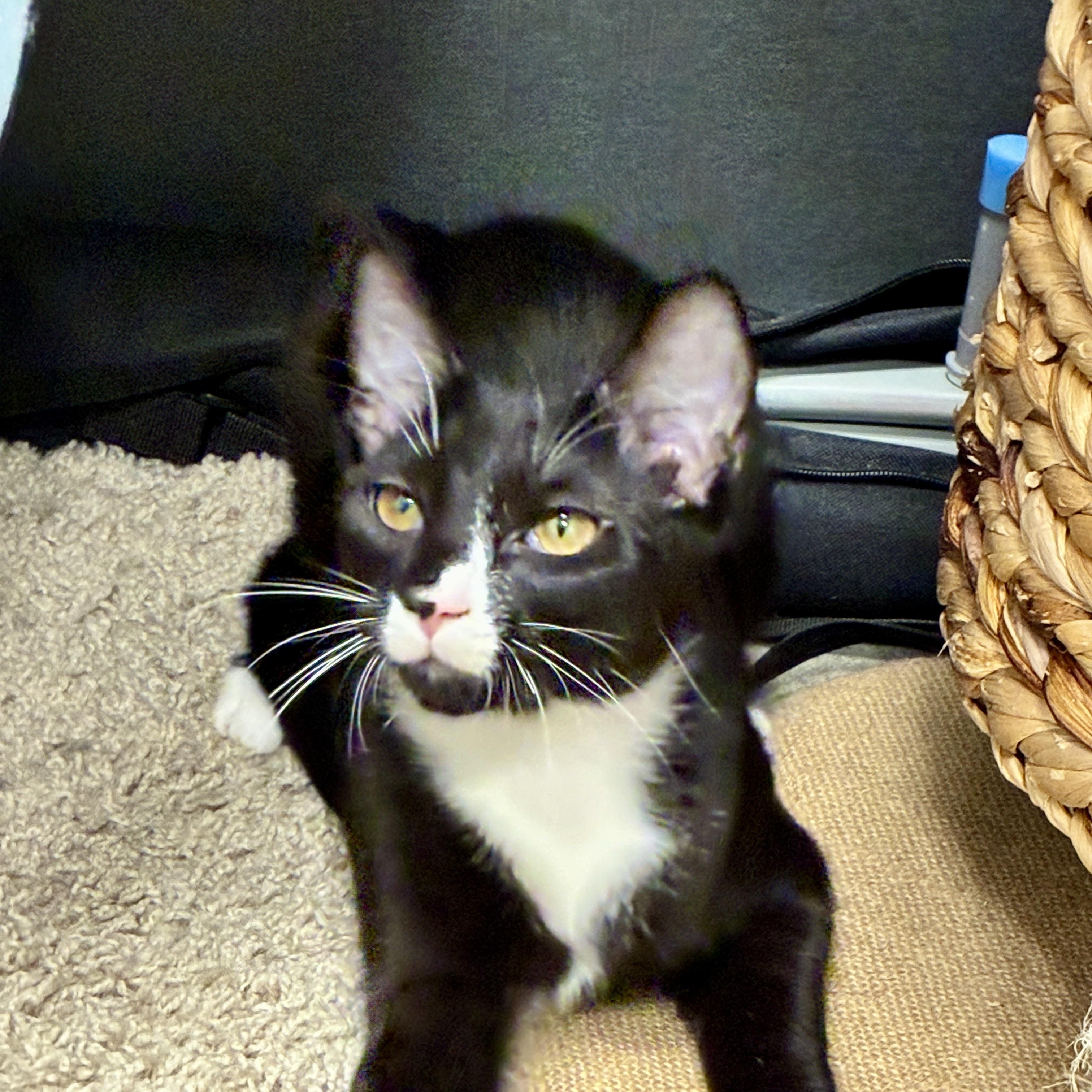 Hopper, a ADOPTABLE Domestic Short Hair in Beaufort, SC image 1/6