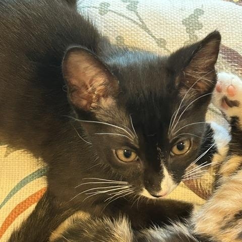 Hopper, a ADOPTABLE Domestic Short Hair in Beaufort, SC image 2/4