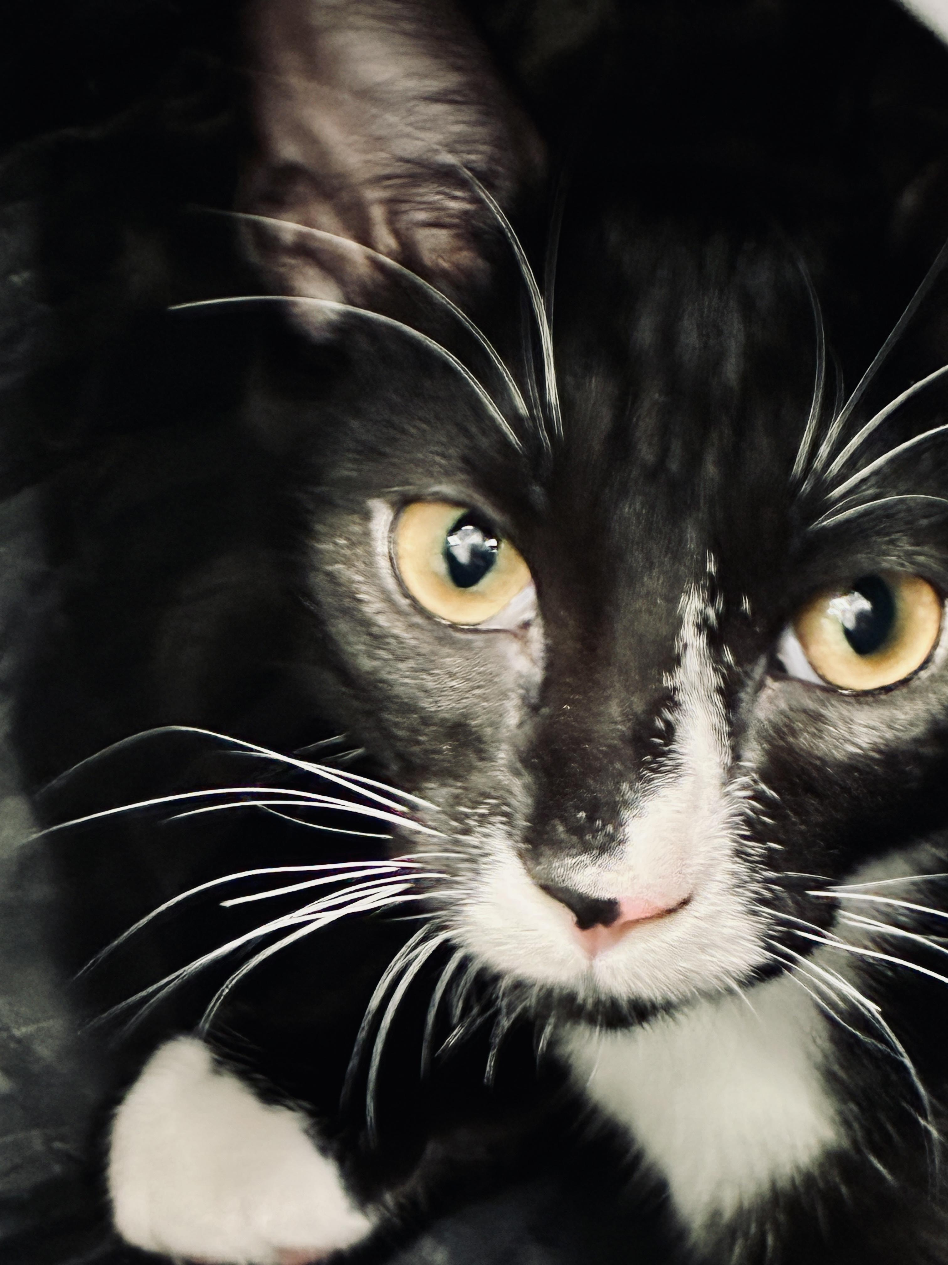 Hopper, a ADOPTABLE Domestic Short Hair in Beaufort, SC image 2/6