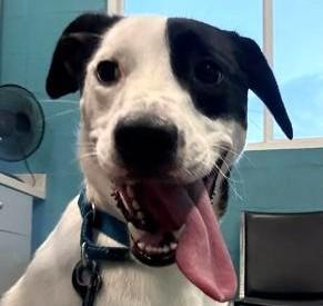 ZEPHYR, an adopted Mixed Breed in Fernandina Beach, FL image 1/2