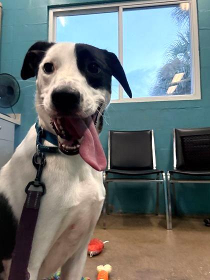 ZEPHYR, an adopted Mixed Breed in Fernandina Beach, FL image 2/2