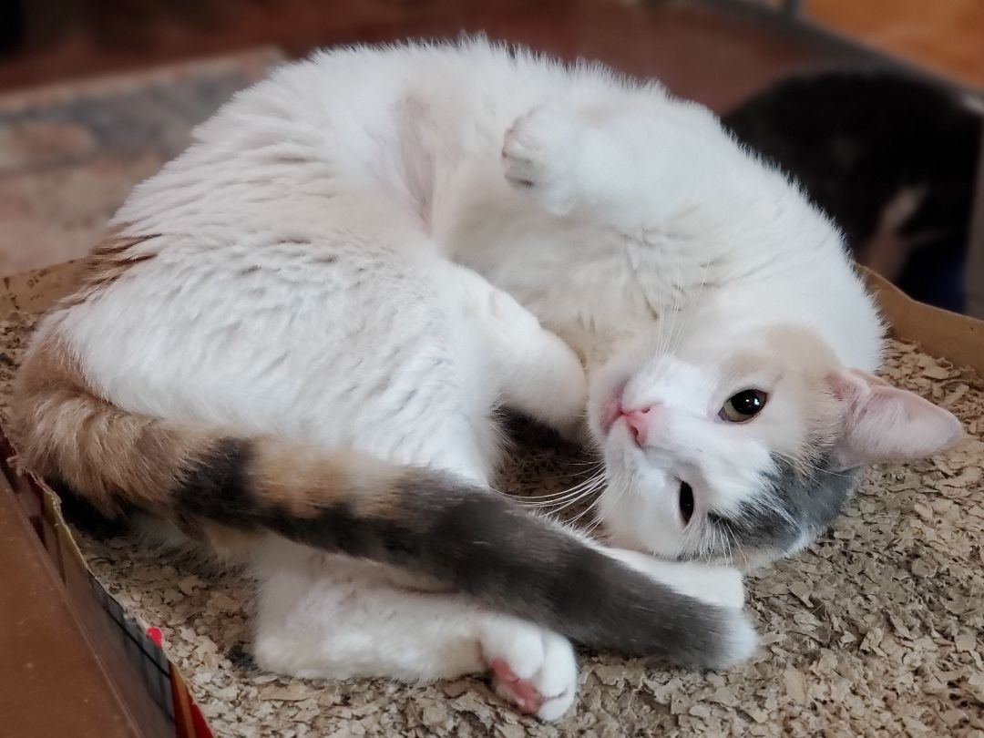 Abra, Adoptable, Adult Female Domestic Short Hair.