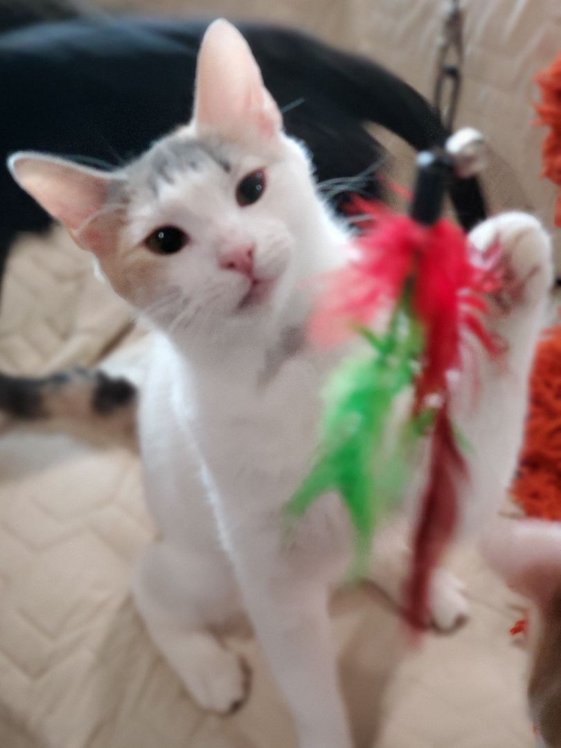 Abra, a Adoptable Domestic Short Hair in Lubbock, TX image 2/4