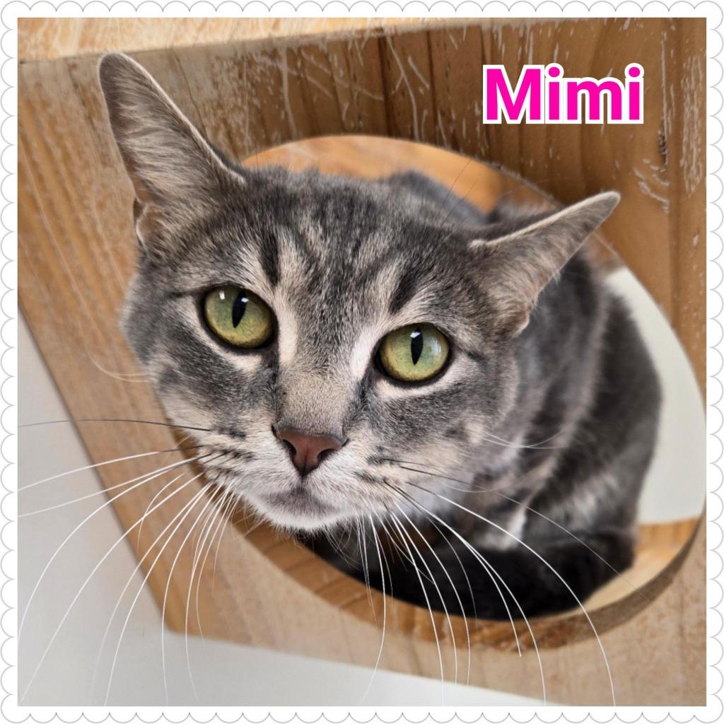 Enlarge Mimi, a Adoptable mixed breed in North Saint Paul, MN image 2/2