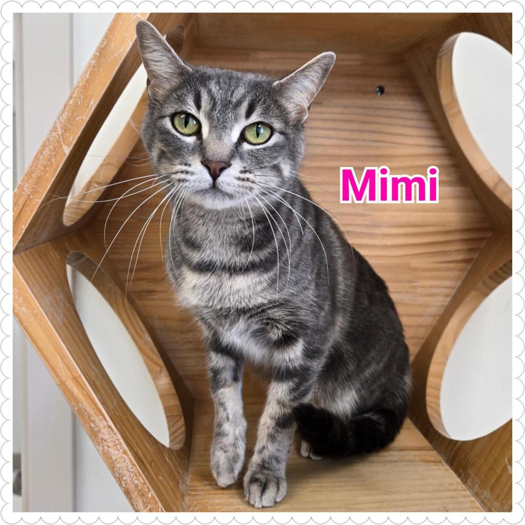 Enlarge Mimi, a Adoptable mixed breed in North Saint Paul, MN image 1/2
