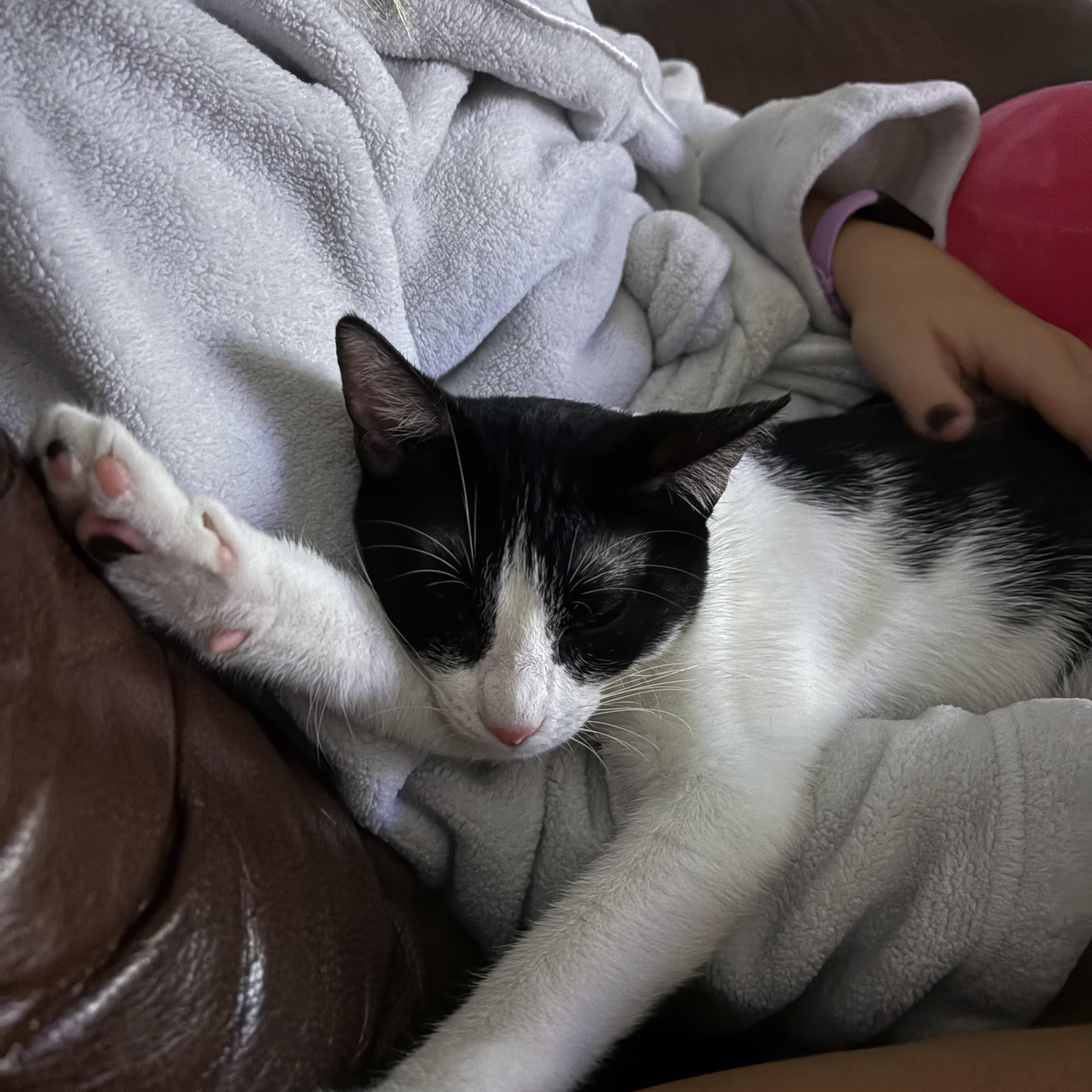 Enlarge Indigo – The Little Shadow With the Biggest Heart!, a Adopted Domestic Short Hair in San Francisco, CA image 4/6