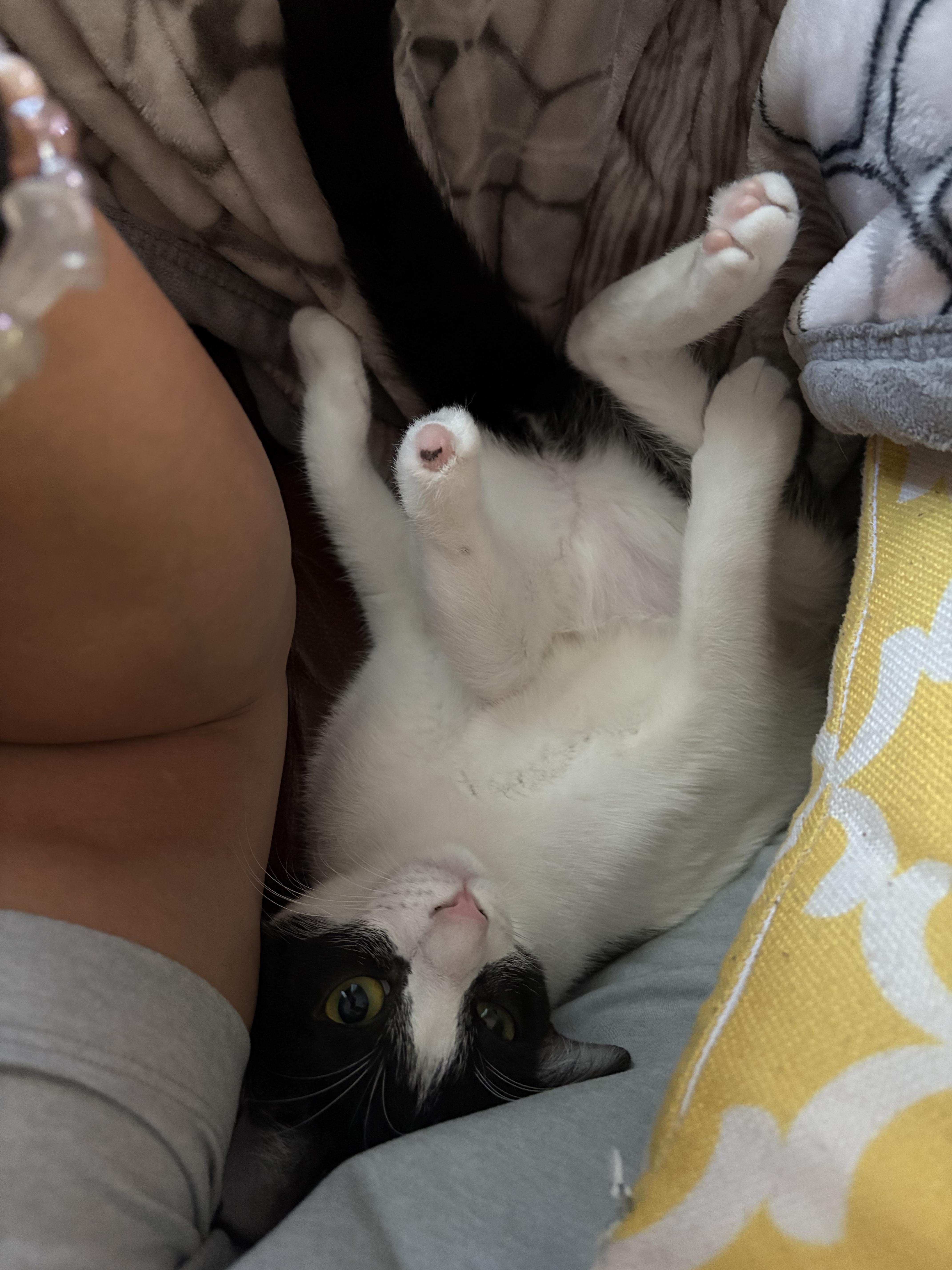 Enlarge Indigo – The Little Shadow With the Biggest Heart!, a Adopted Domestic Short Hair in San Francisco, CA image 3/6