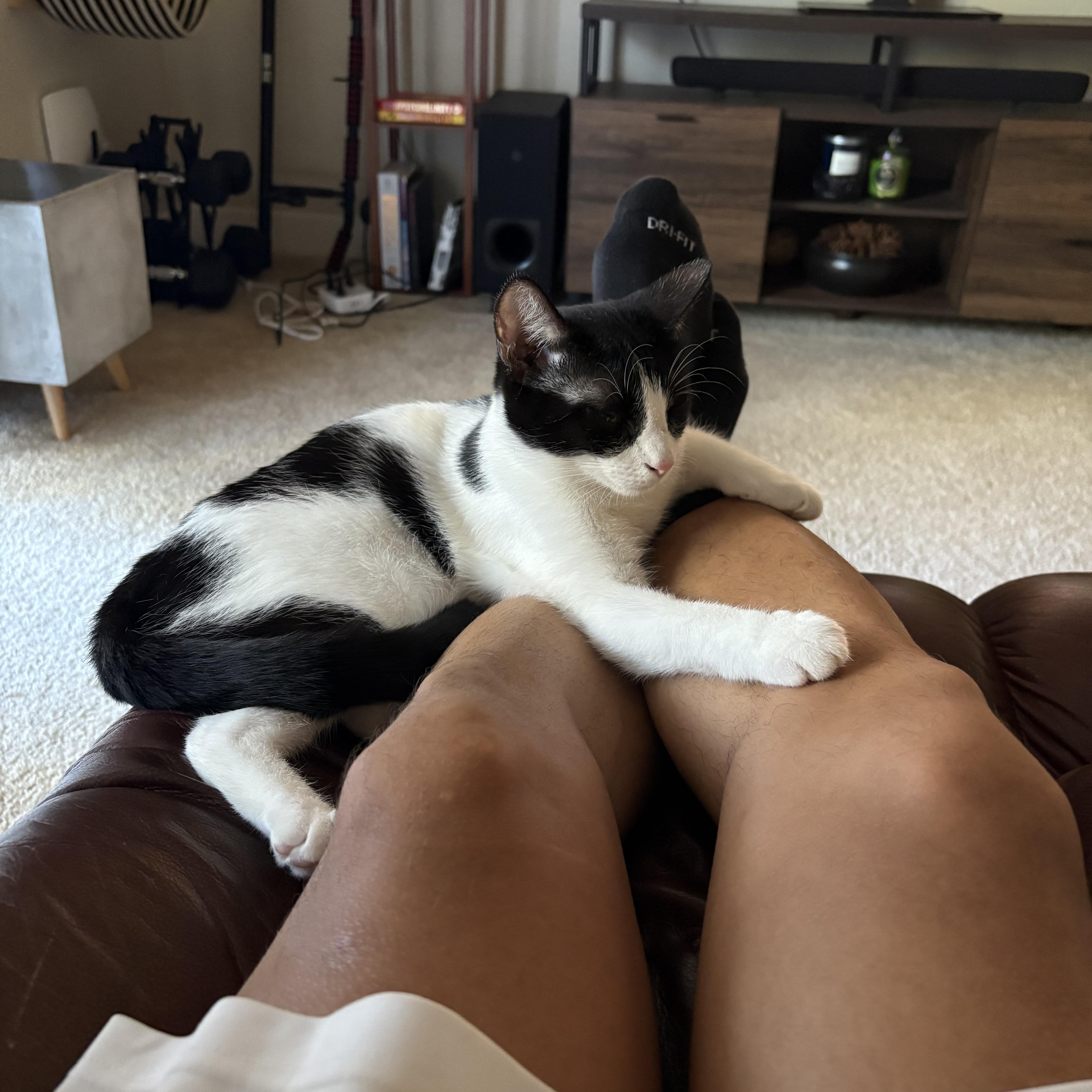 Enlarge Indigo – The Little Shadow With the Biggest Heart!, a Adopted Domestic Short Hair in San Francisco, CA image 5/6