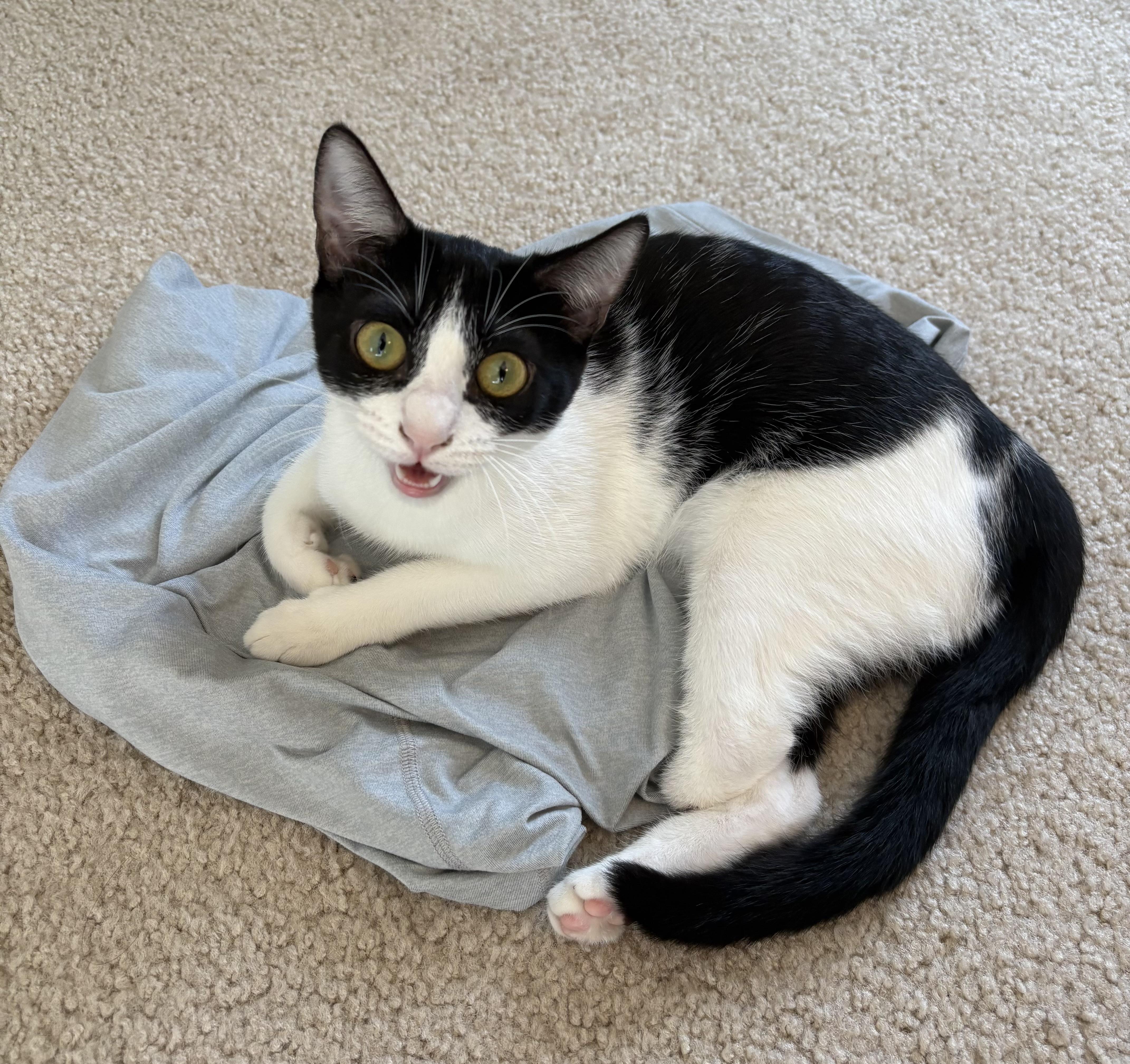 Enlarge Indigo – The Little Shadow With the Biggest Heart!, a Adopted Domestic Short Hair in San Francisco, CA image 1/6