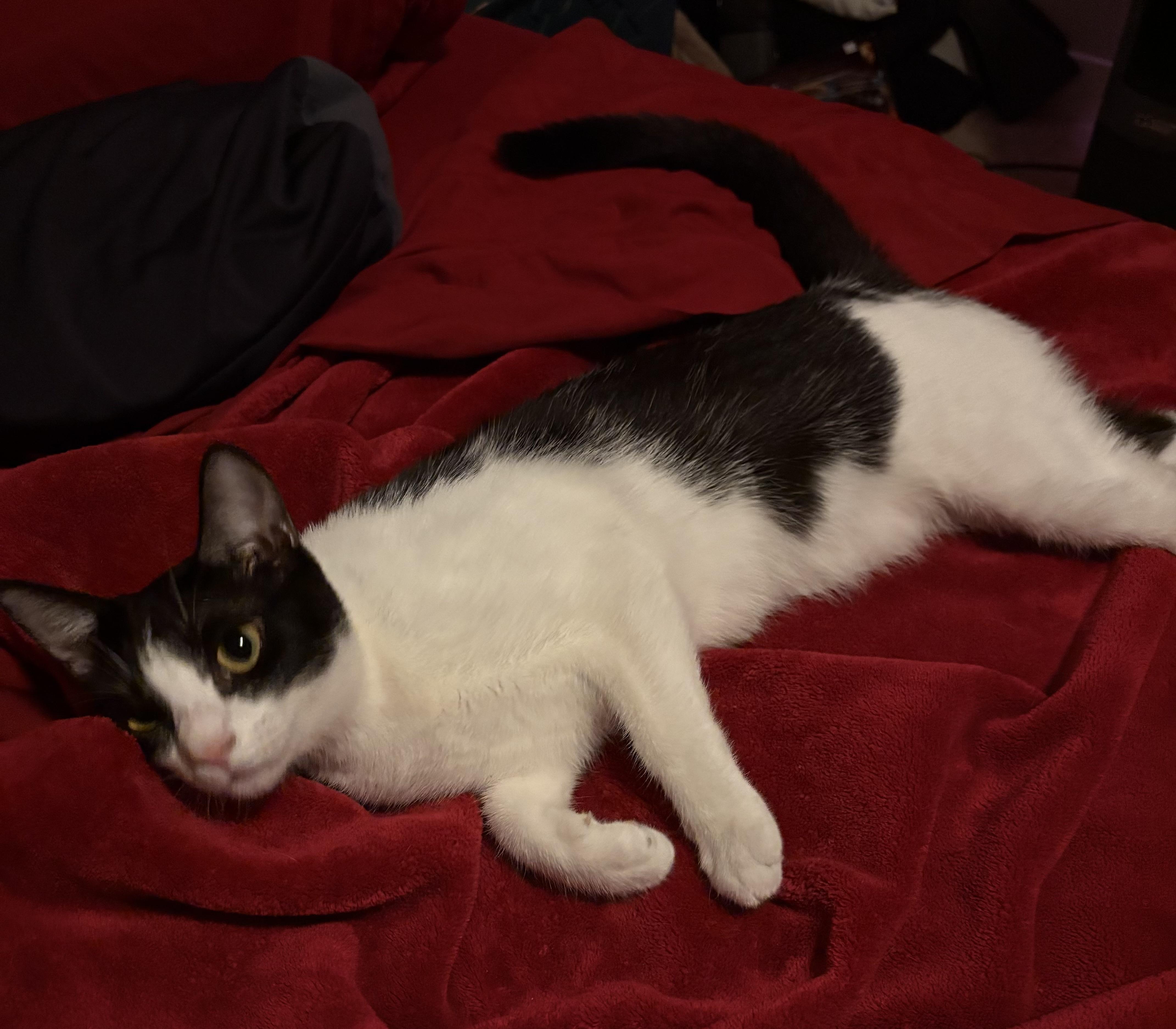 Enlarge Indigo – The Little Shadow With the Biggest Heart!, a Adopted Domestic Short Hair in San Francisco, CA image 2/6