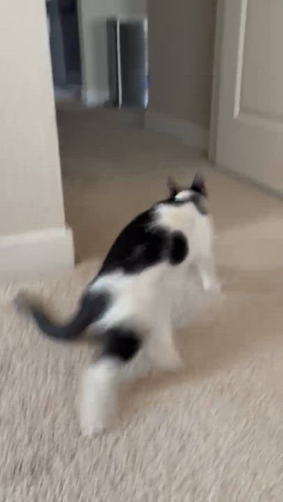 Enlarge Indigo – The Little Shadow With the Biggest Heart!, a Adopted Domestic Short Hair in San Francisco, CA video 6/6