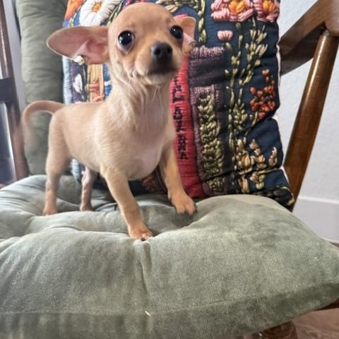 Colby Jack, a Adoptable mixed breed in Denver, CO image 4/5