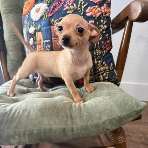 Colby Jack, Adoptable, Puppy Male Chihuahua.
