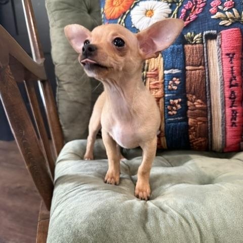 Colby Jack, a Adoptable mixed breed in Denver, CO image 5/5