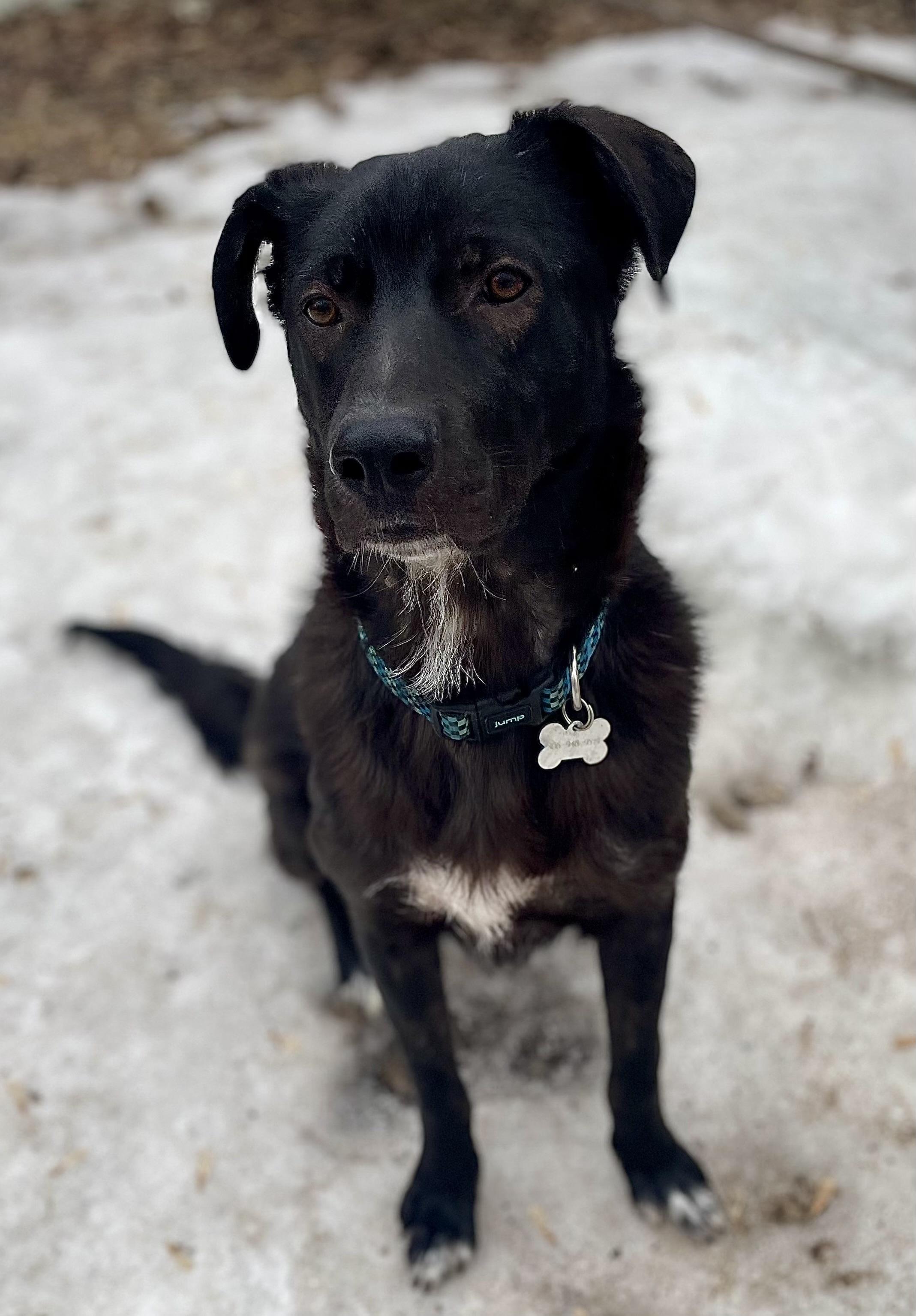 Jett, ADOPTABLE, Young Male Mixed Breed.