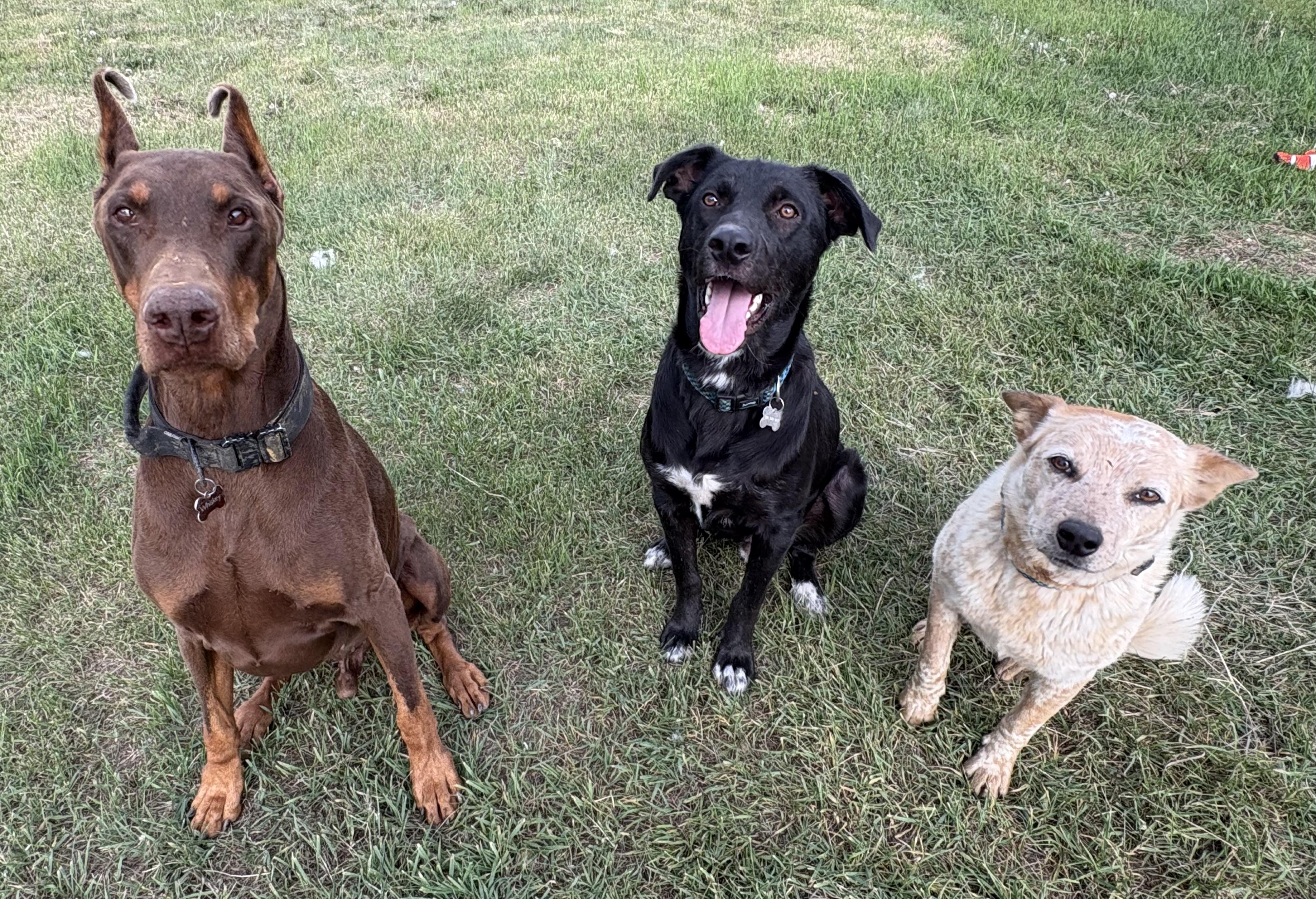 Enlarge Jett, a ADOPTABLE mixed breed in Saskatoon, SK image 2/6