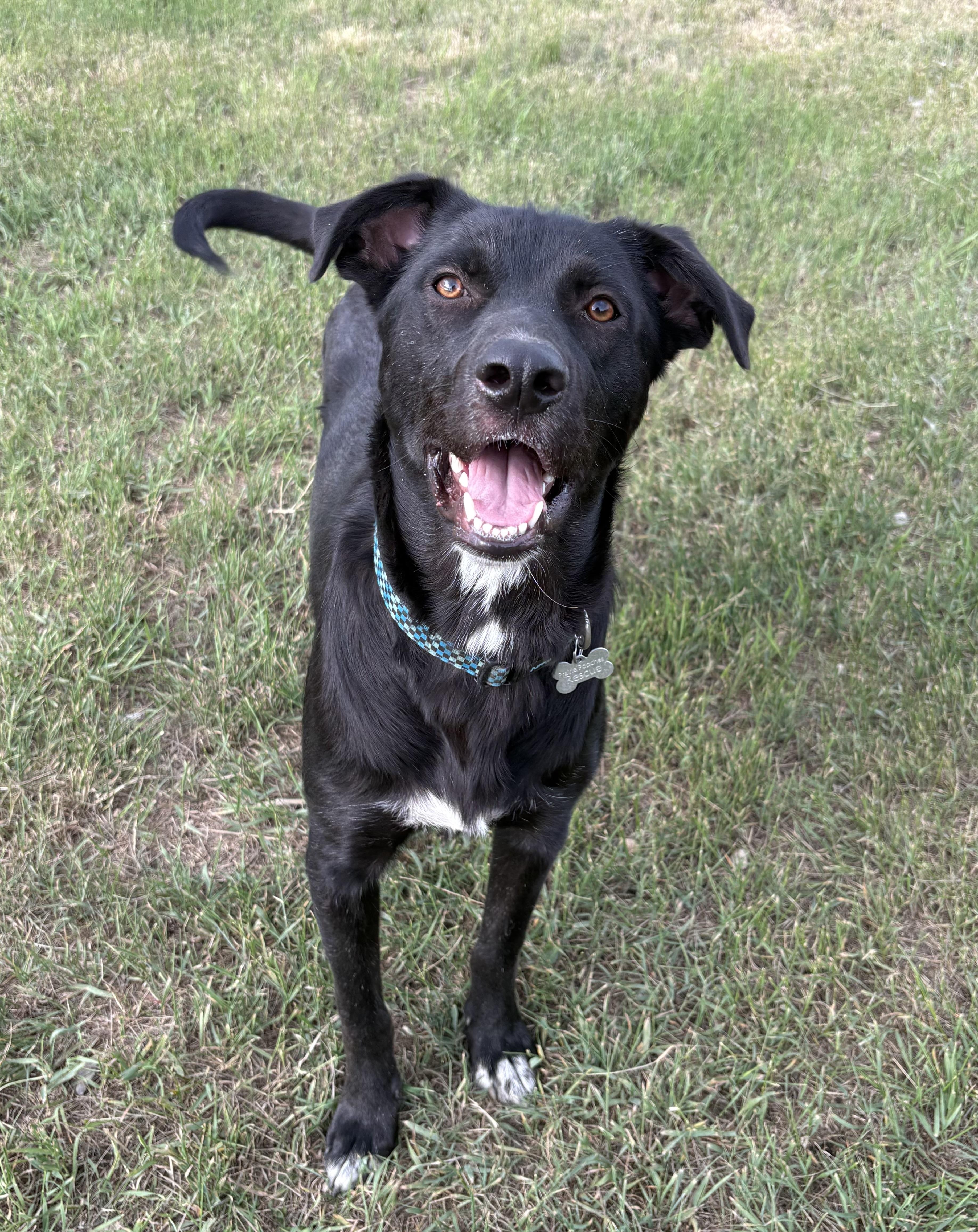 Enlarge Jett, a ADOPTABLE mixed breed in Saskatoon, SK image 1/6