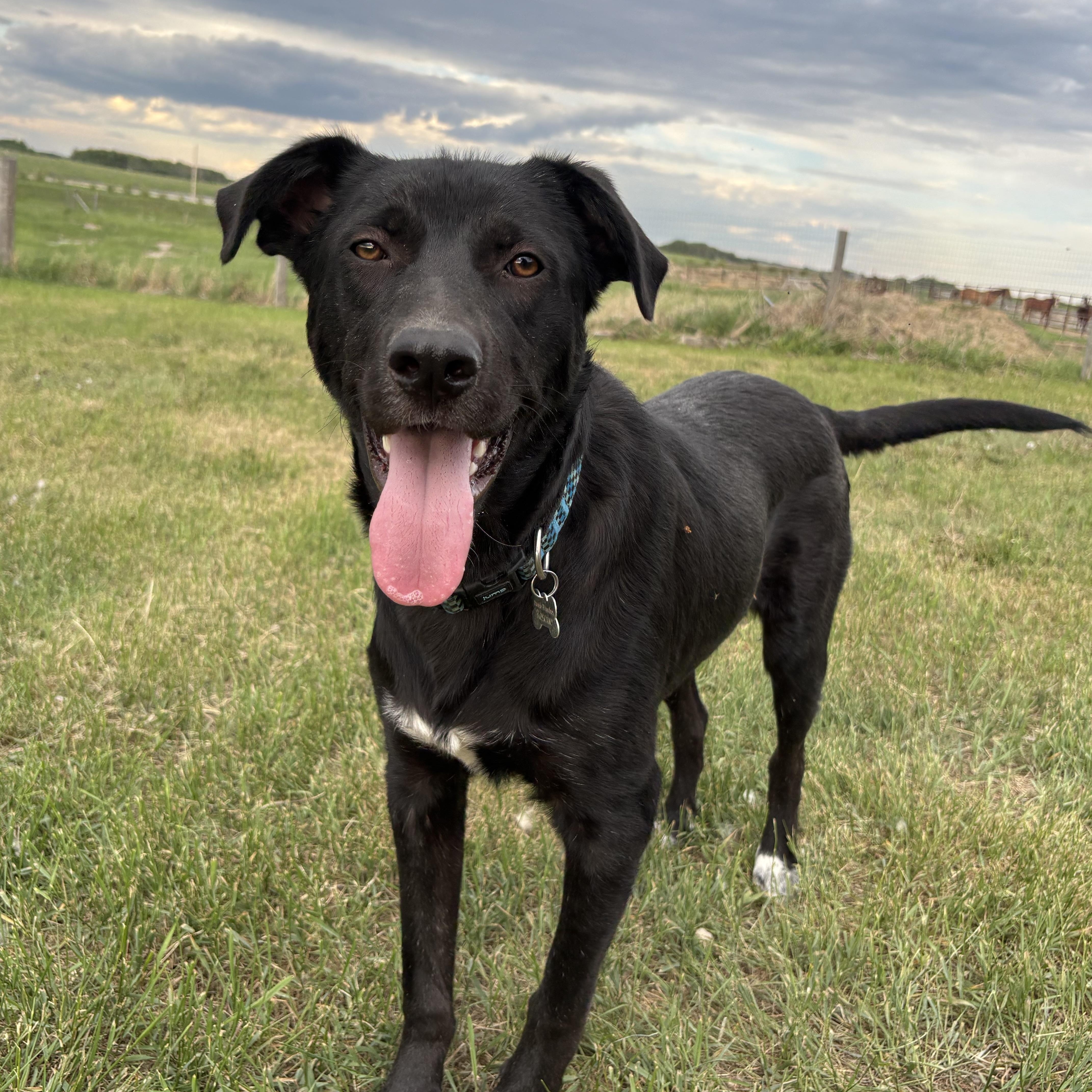 Enlarge Jett, a ADOPTABLE mixed breed in Saskatoon, SK image 5/6