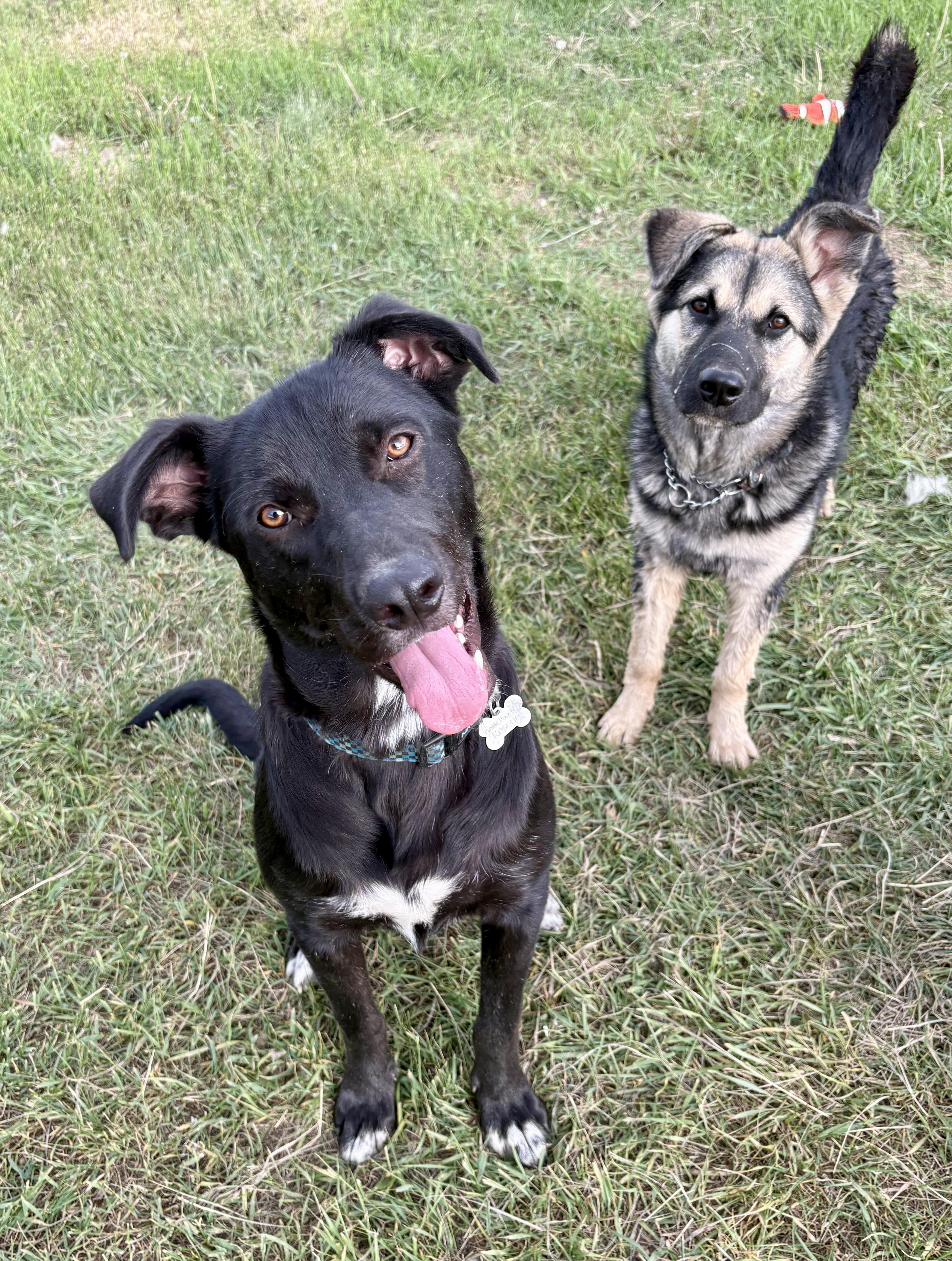 Enlarge Jett, a ADOPTABLE mixed breed in Saskatoon, SK image 4/6