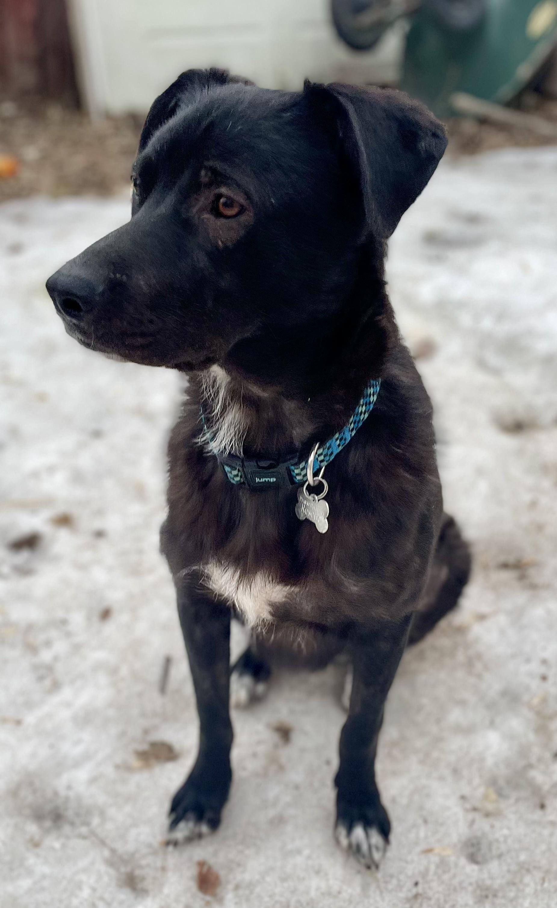Enlarge Jett, a ADOPTABLE mixed breed in Saskatoon, SK image 2/5