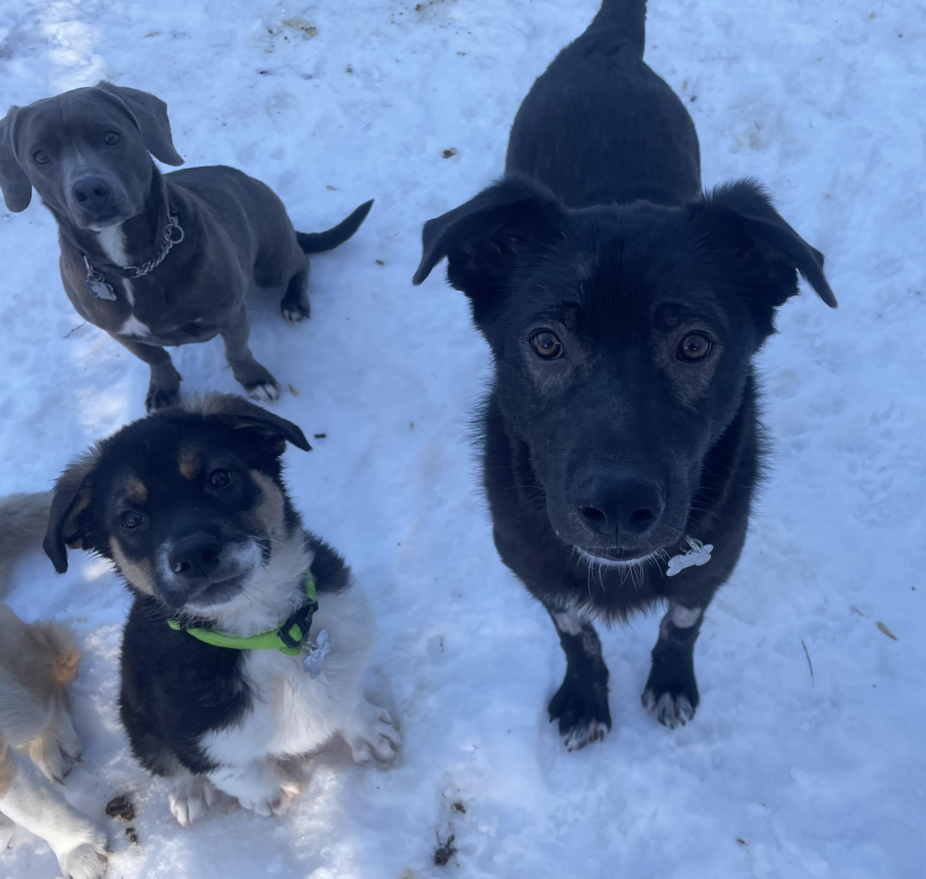 Enlarge Jett, a ADOPTABLE mixed breed in Saskatoon, SK image 2/2