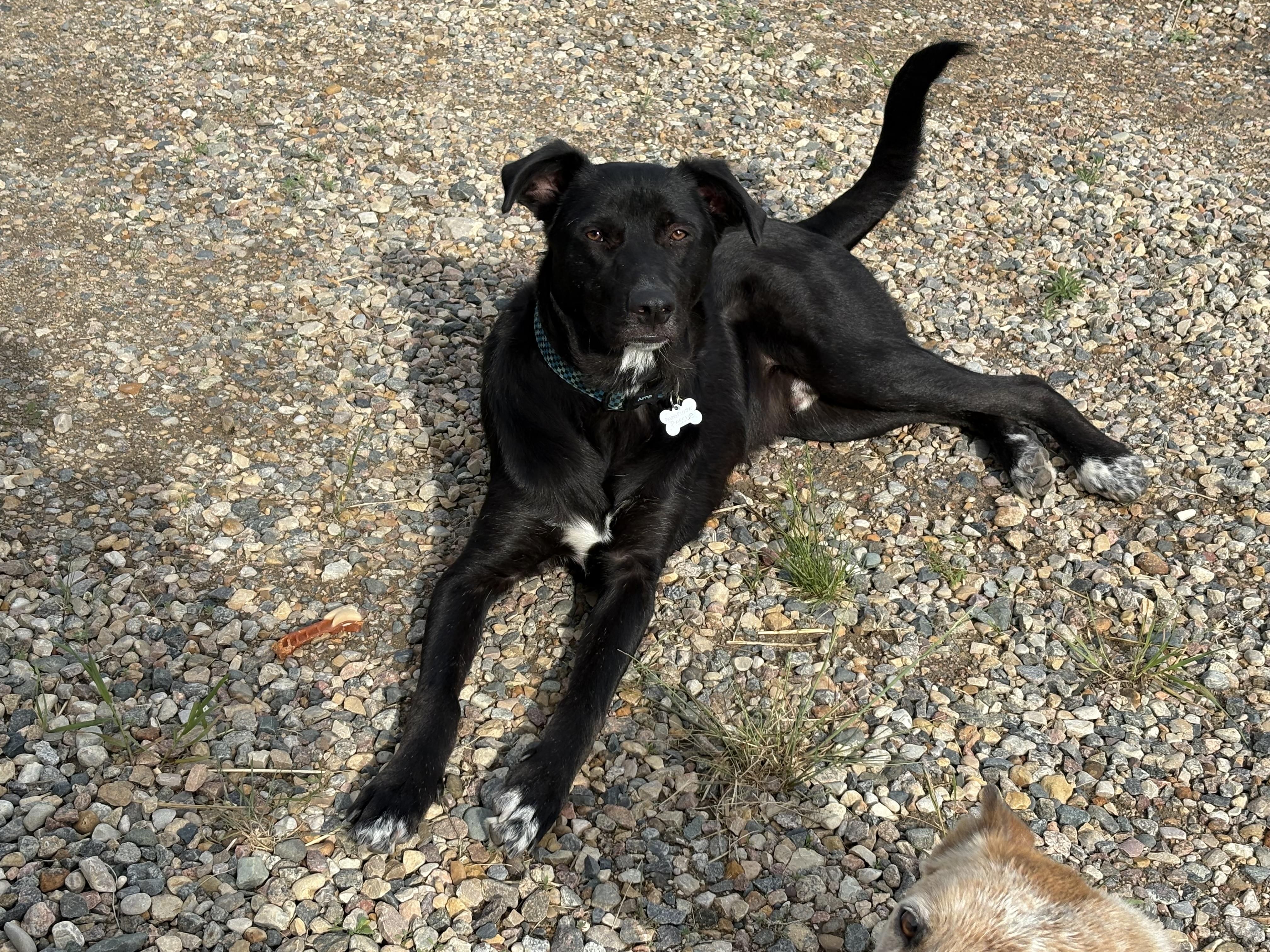 Enlarge Jett, a ADOPTABLE mixed breed in Saskatoon, SK image 6/6