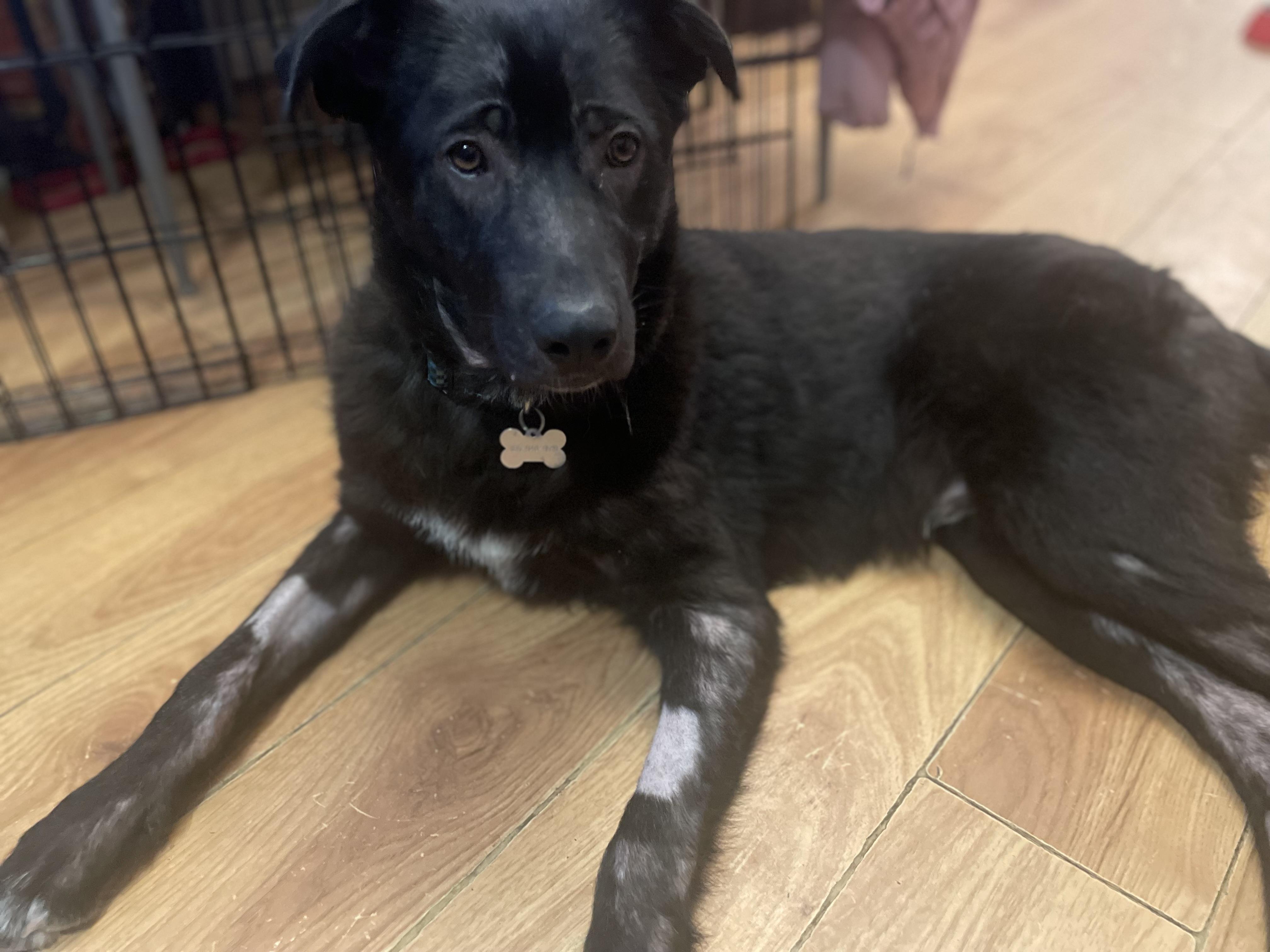 Jett, ADOPTABLE, Young Male Mixed Breed.