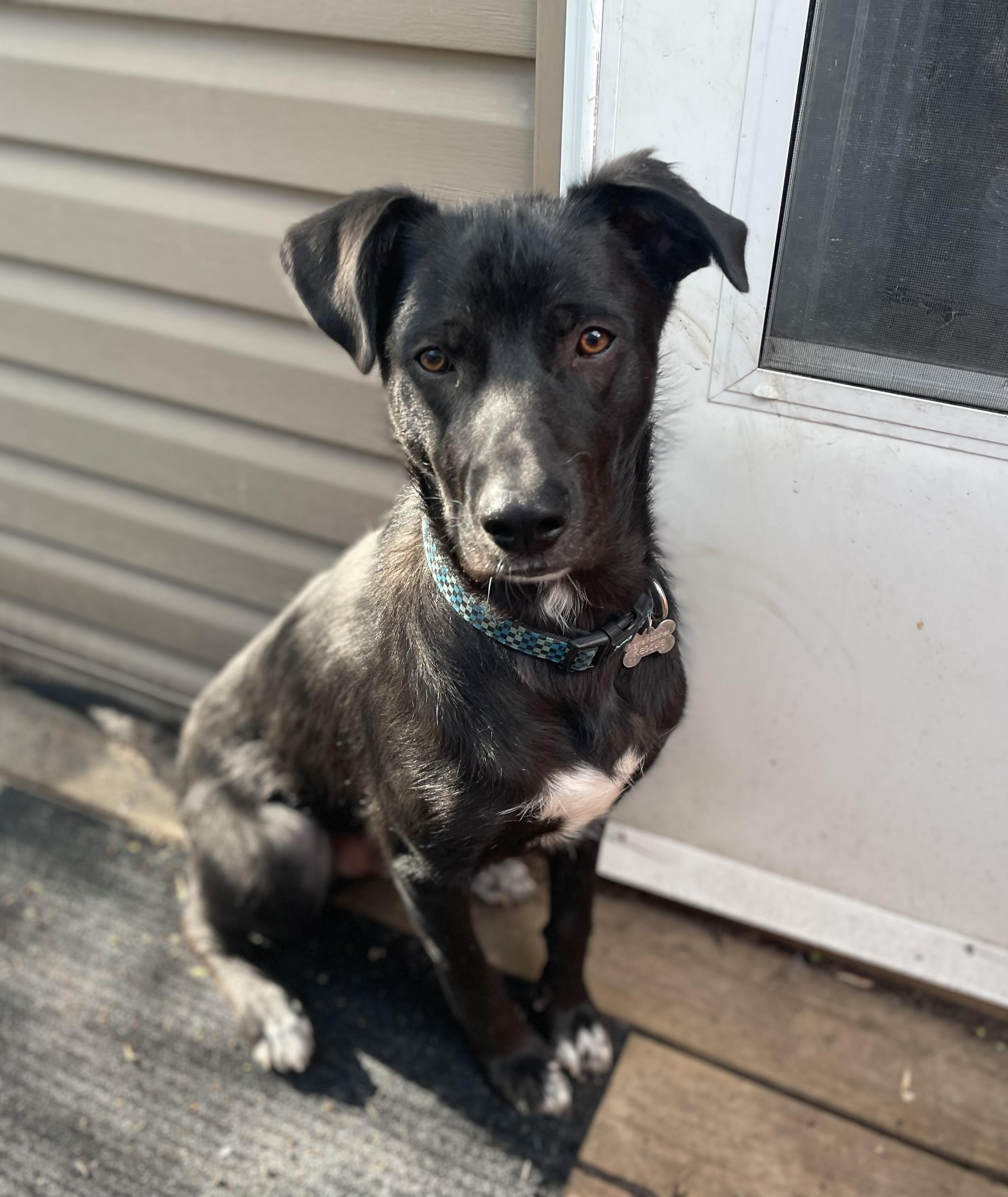 Enlarge Jett, a ADOPTABLE mixed breed in Saskatoon, SK image 3/6