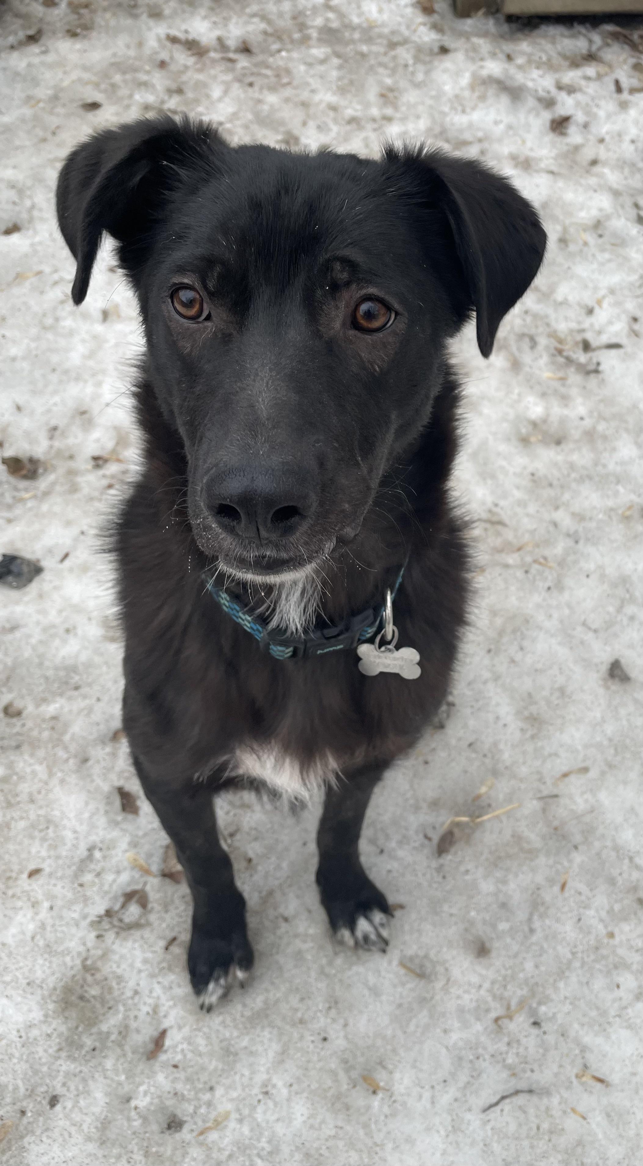 Enlarge Jett, a ADOPTABLE mixed breed in Saskatoon, SK image 3/5