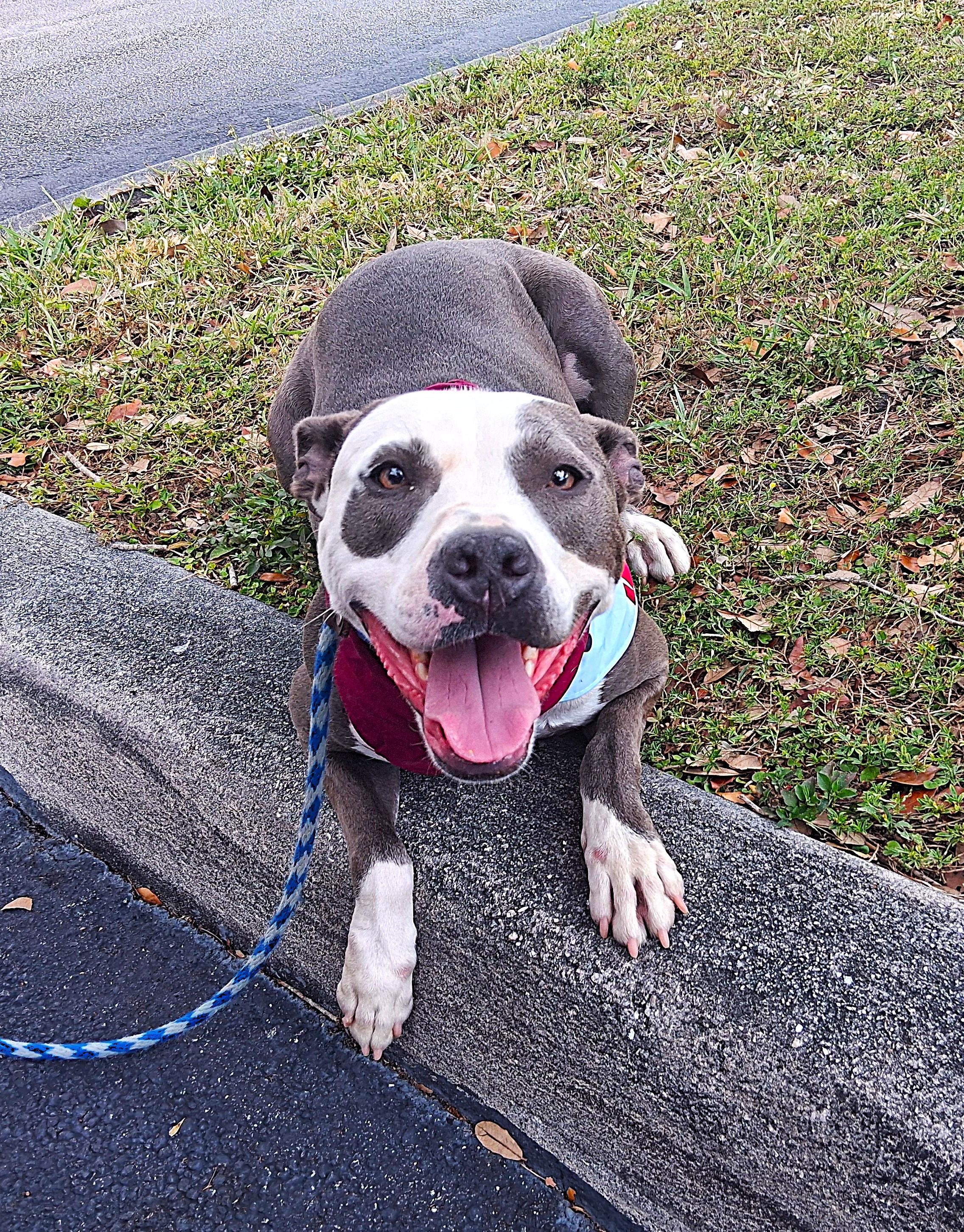 Enlarge Gaia, an adopted mixed breed in Margate, FL image 2/6