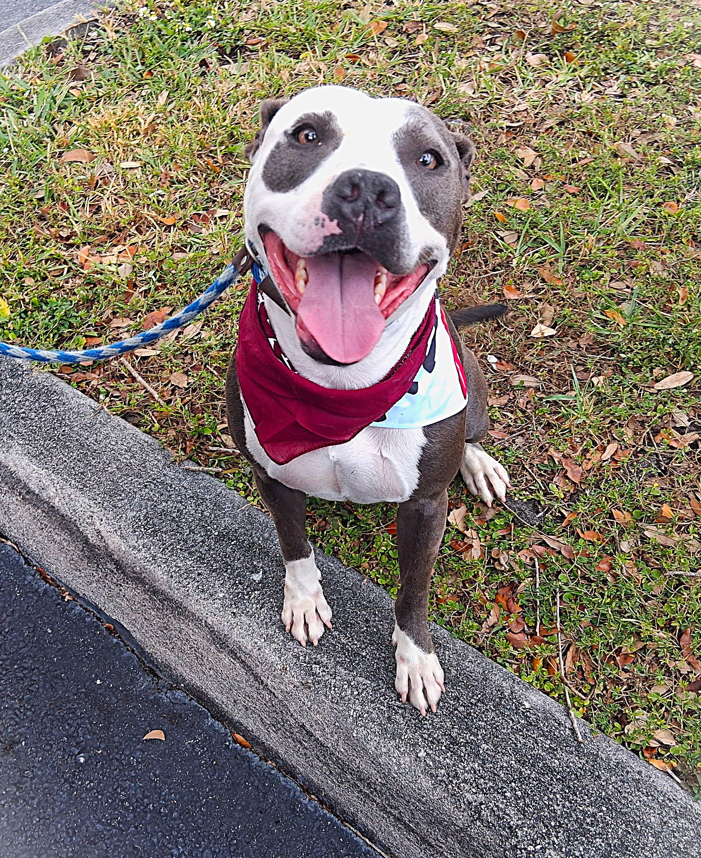 Enlarge Gaia, an adopted mixed breed in Margate, FL image 1/6