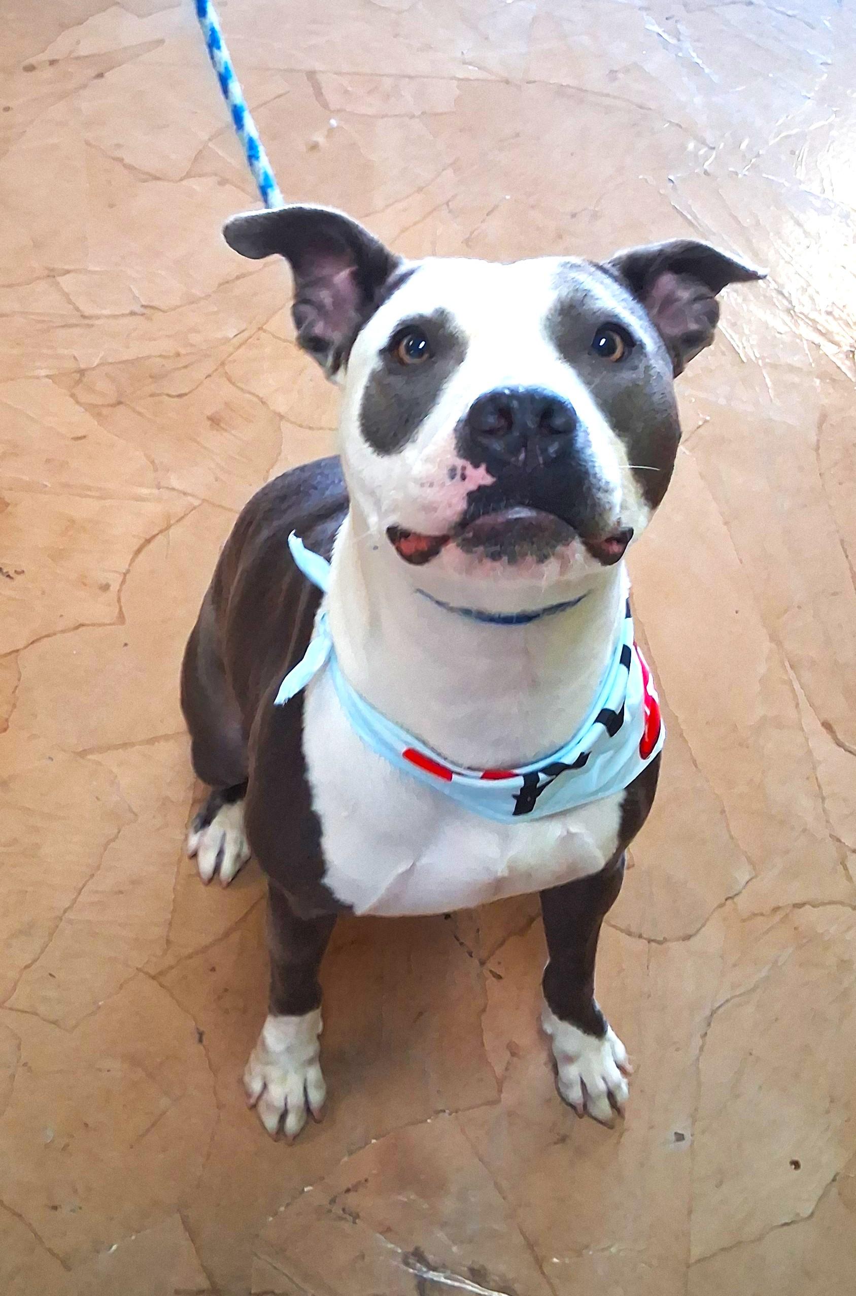 Enlarge Gaia, an adopted mixed breed in Margate, FL image 5/6