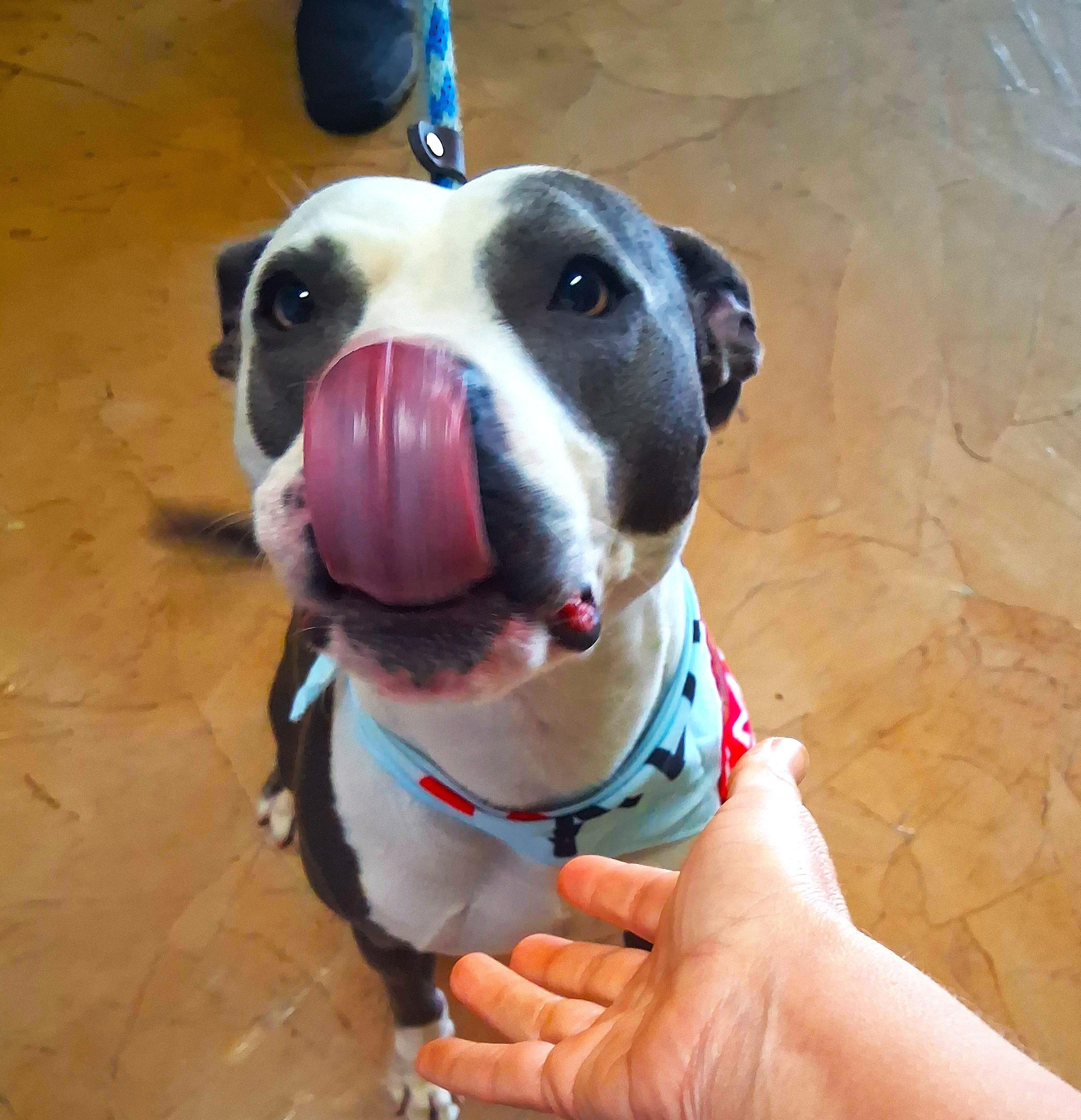 Enlarge Gaia, an adopted mixed breed in Margate, FL image 3/6