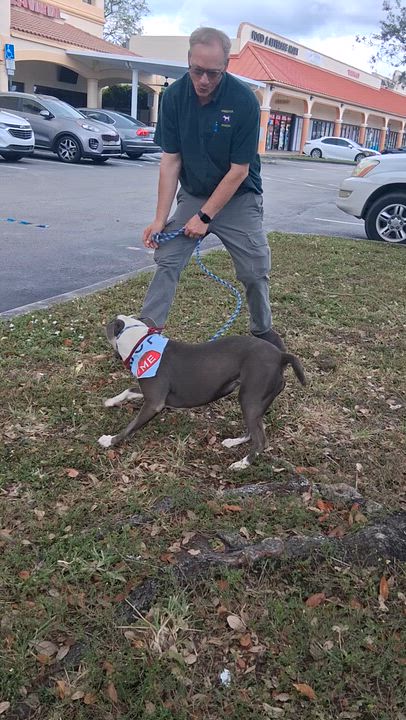 Enlarge Gaia, an adopted mixed breed in Margate, FL video 6/6