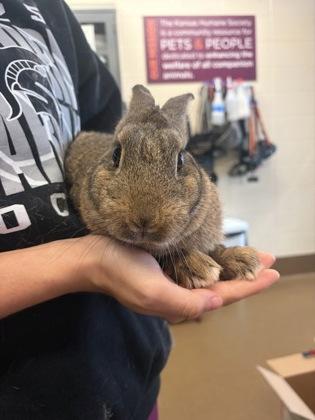 Smoke, Adoptable, Adult Female Bunny Rabbit & Bunny Rabbit.