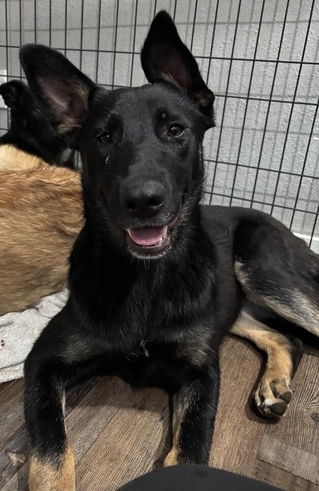 Kiona, Adoptable, Adult Female German Shepherd Dog & Mixed Breed.