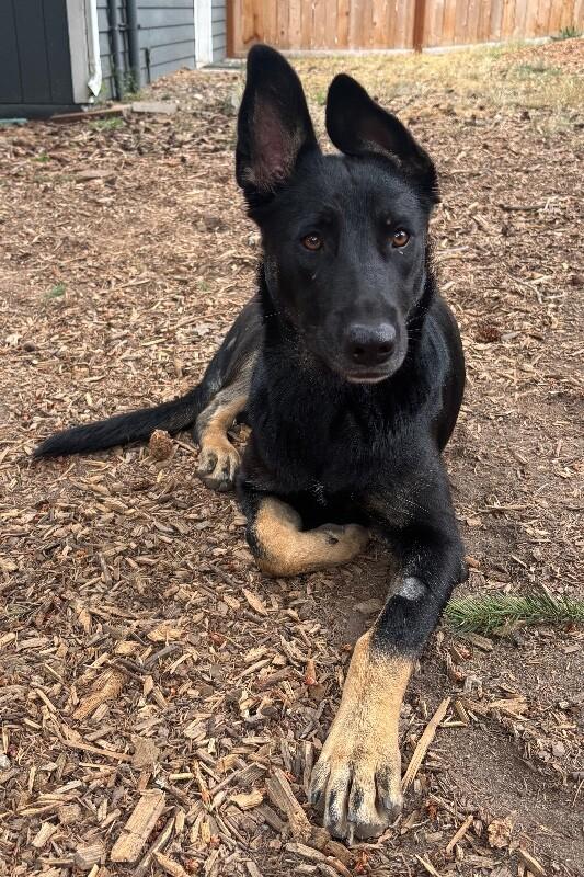 Enlarge Kiona, a Adoptable mixed breed in North Bend, WA image 3/3
