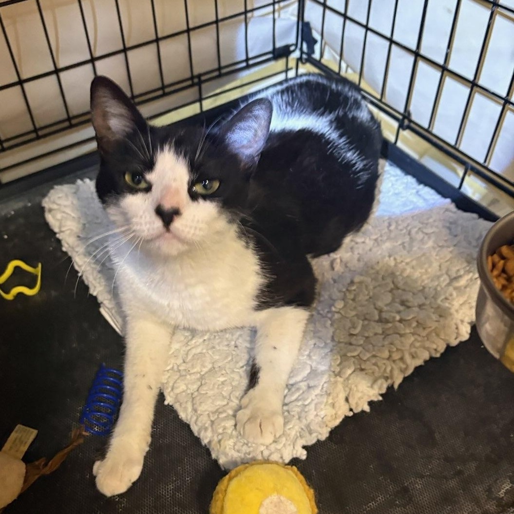 Infinity, a ADOPTABLE Domestic Short Hair in Brooklyn, NY image 2/3
