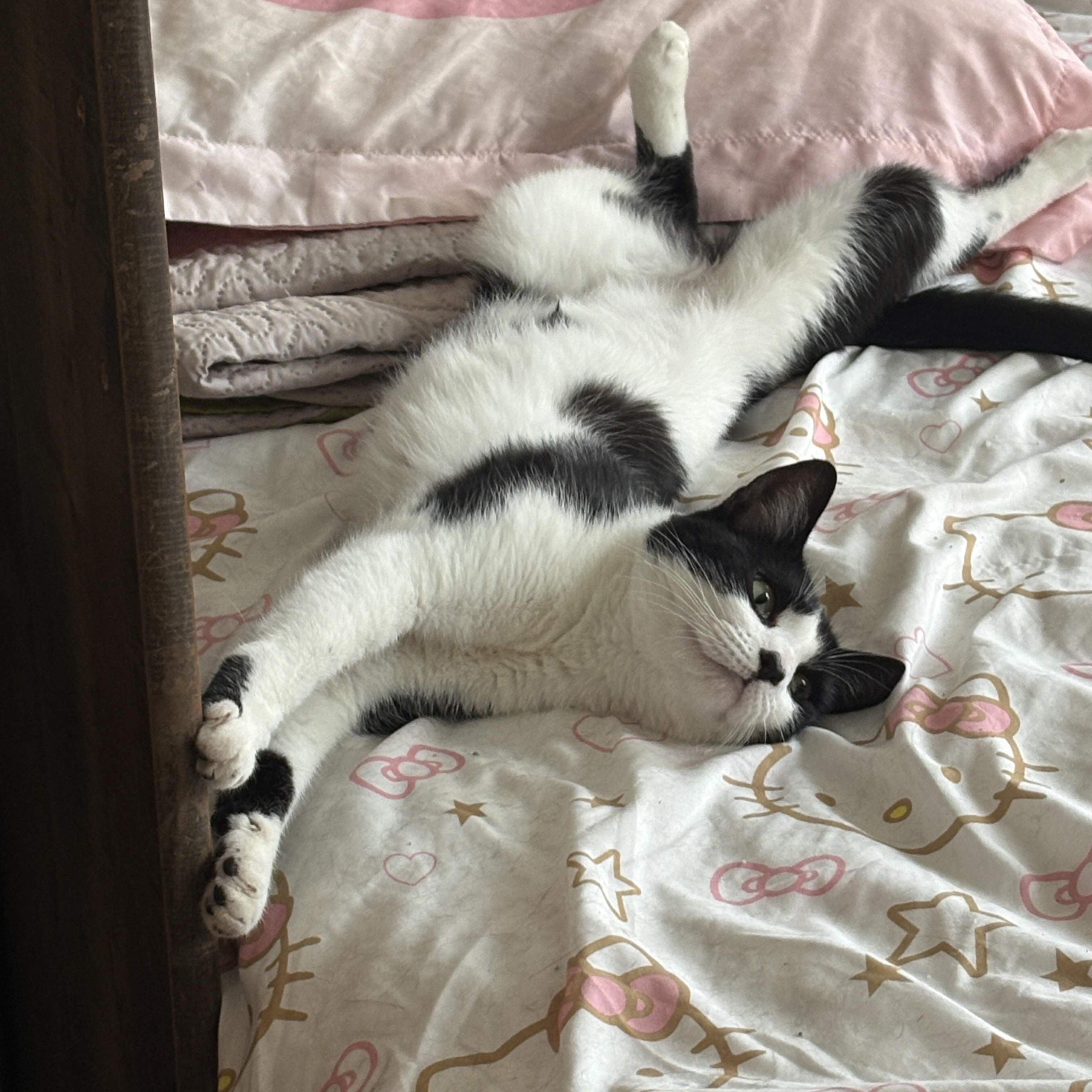 Infinity, ADOPTABLE, Young Female Domestic Short Hair.