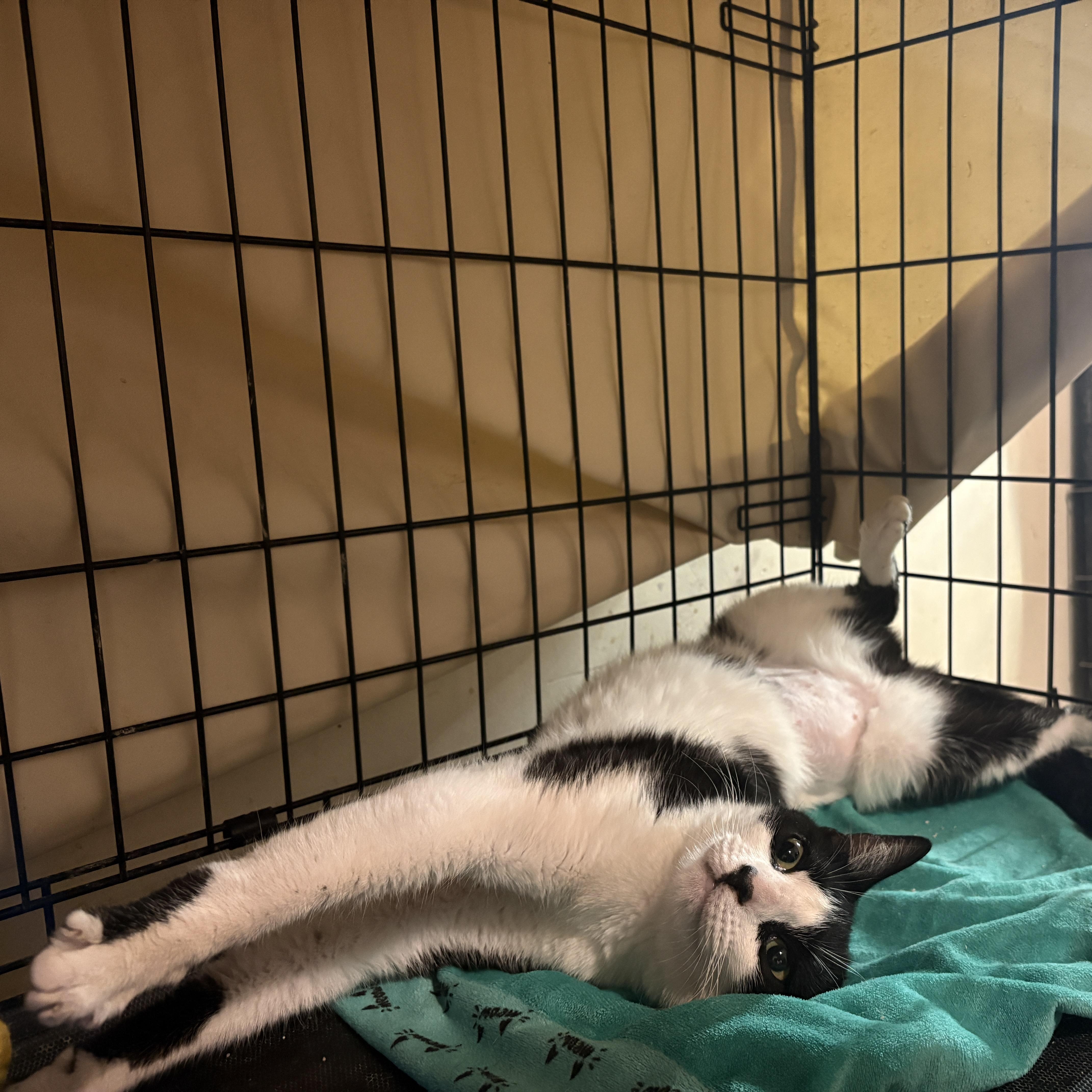 Infinity, a ADOPTABLE Domestic Short Hair in Brooklyn, NY image 3/3