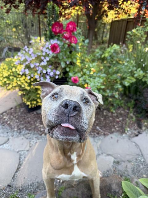 SAM, Adoptable, Adult Male Pit Bull Terrier.