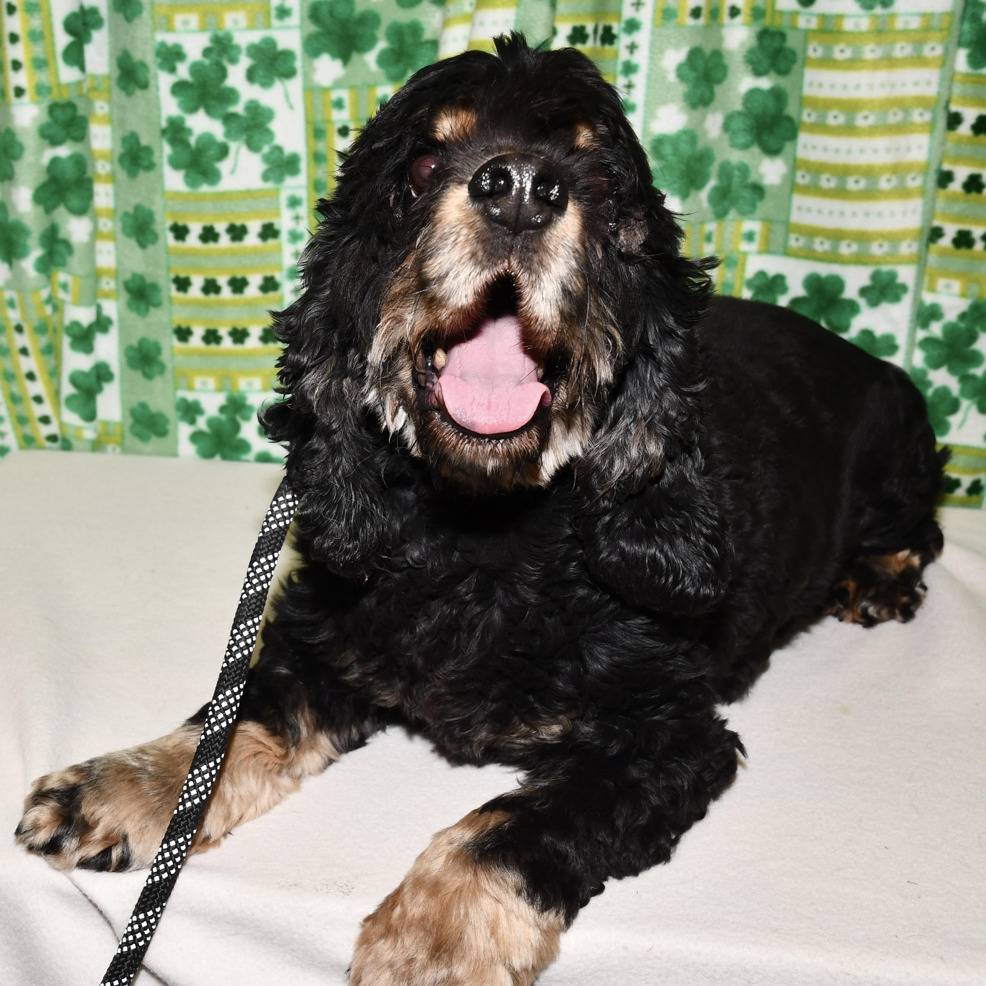 Enlarge Oscar, an adoptable Cocker Spaniel in Libertyville, IL image 3/4