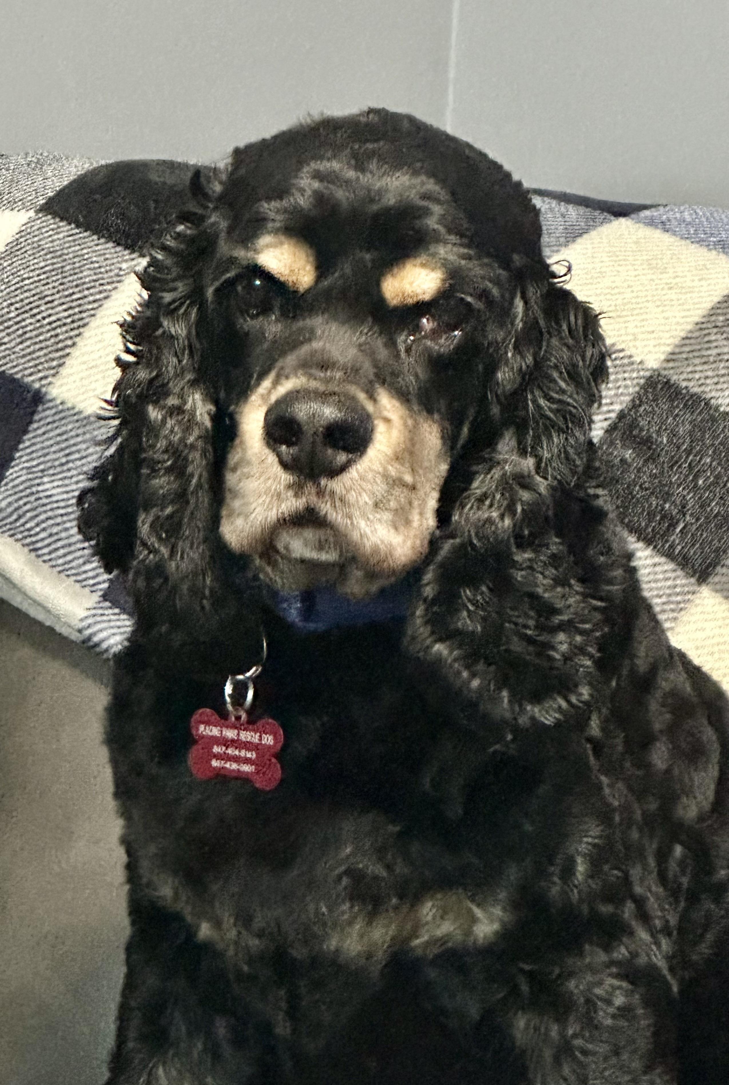 Enlarge Oscar, an adoptable Cocker Spaniel in Libertyville, IL image 4/4