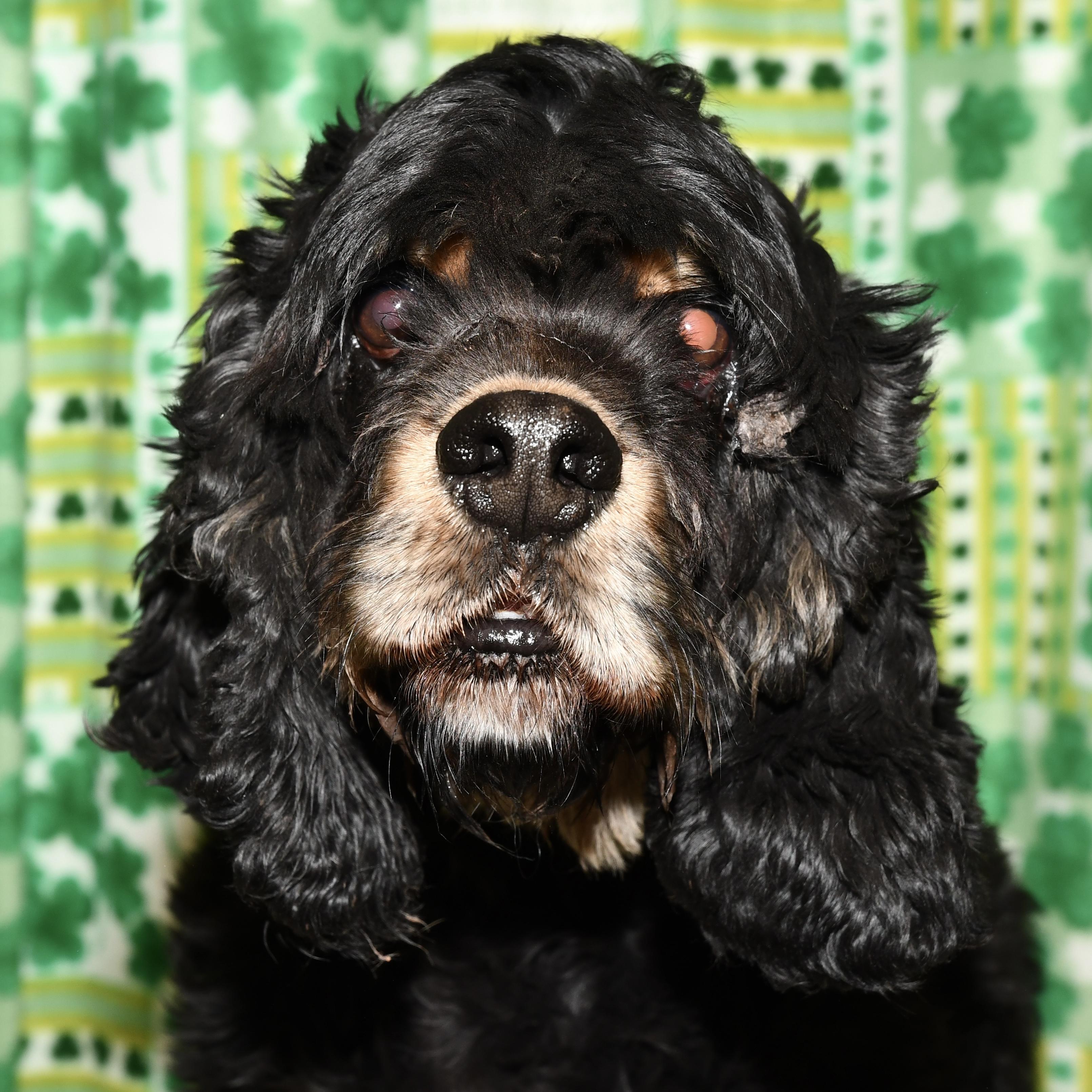 Enlarge Oscar, an adoptable Cocker Spaniel in Libertyville, IL image 2/4