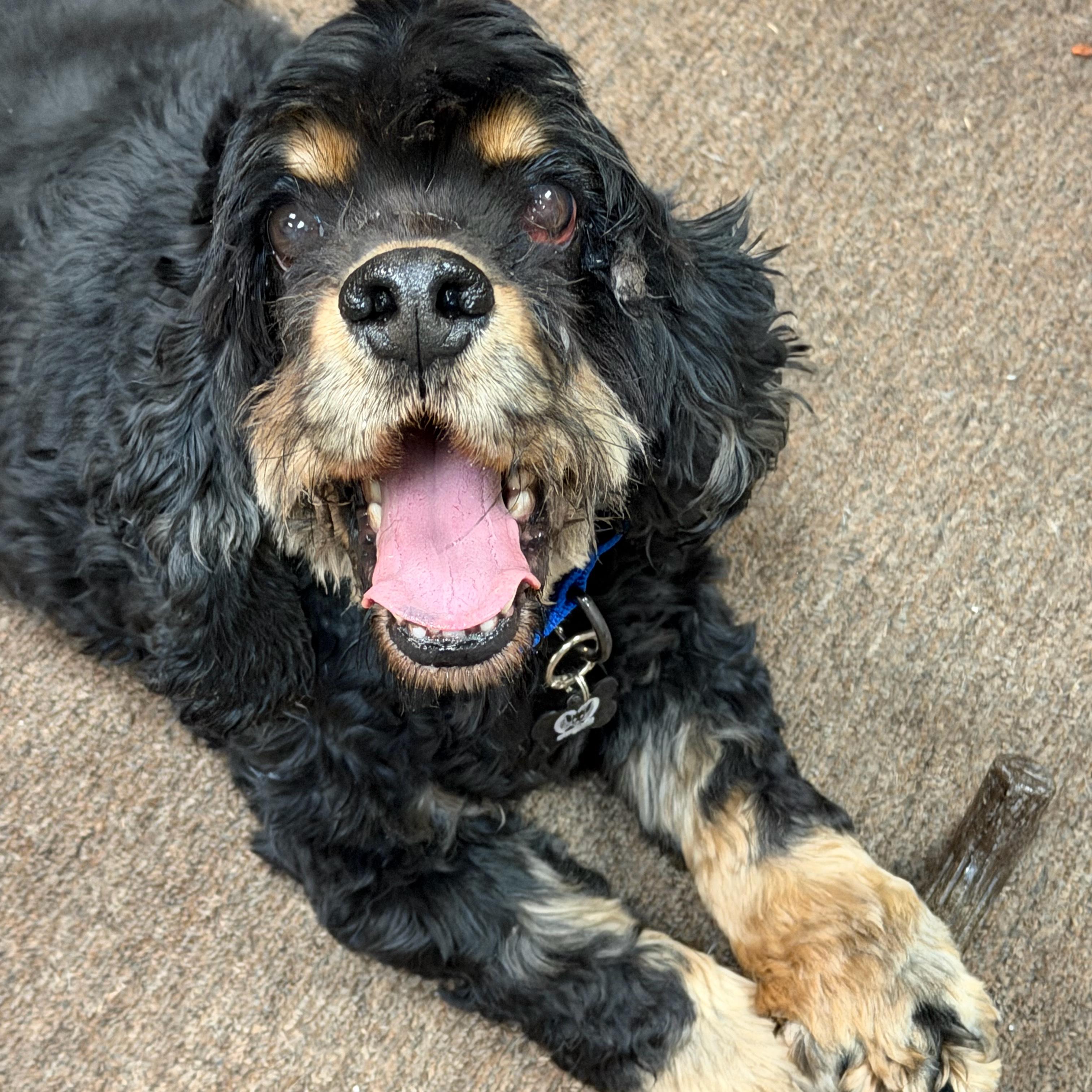 Oscar, adoptable, Adult Male Cocker Spaniel.